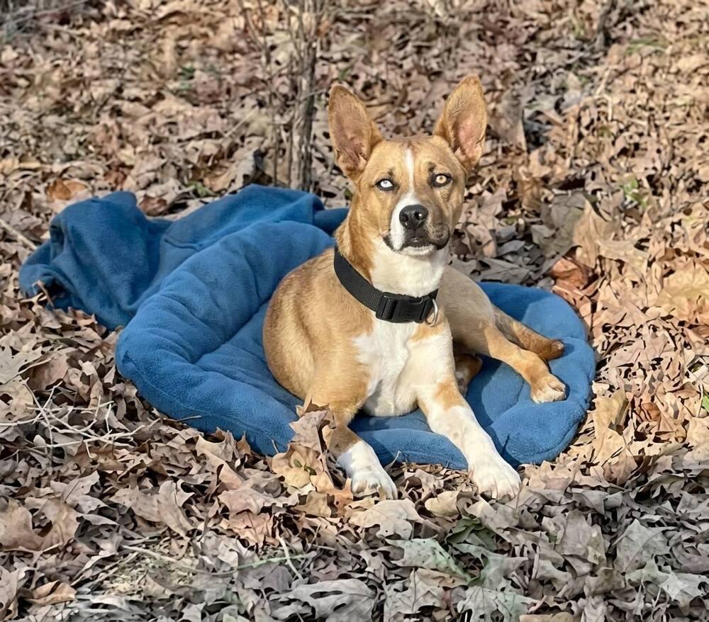 Enlarge Slate, a Adoptable mixed breed in Norfolk, MA image 2/4