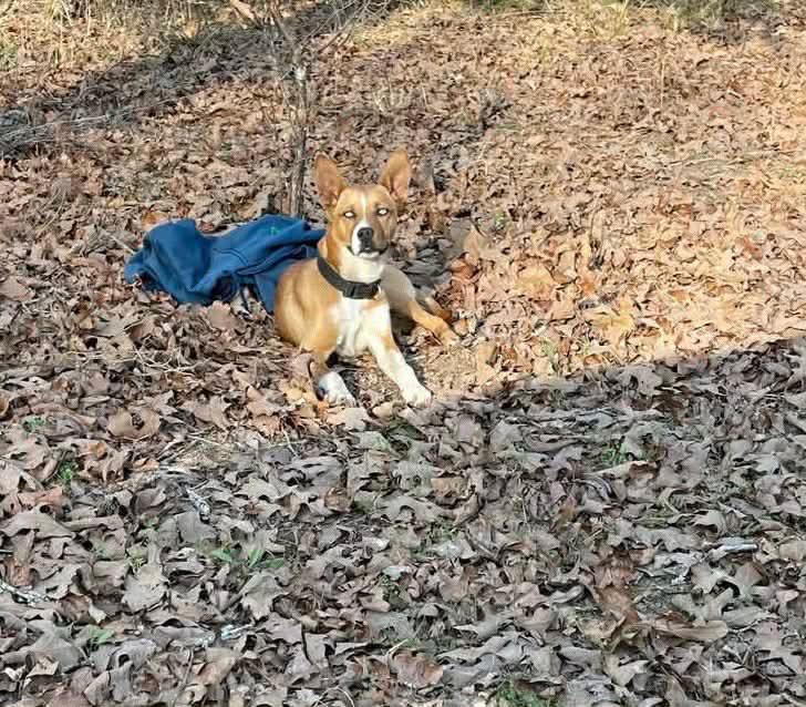 Enlarge Slate, a Adoptable mixed breed in Norfolk, MA image 3/4