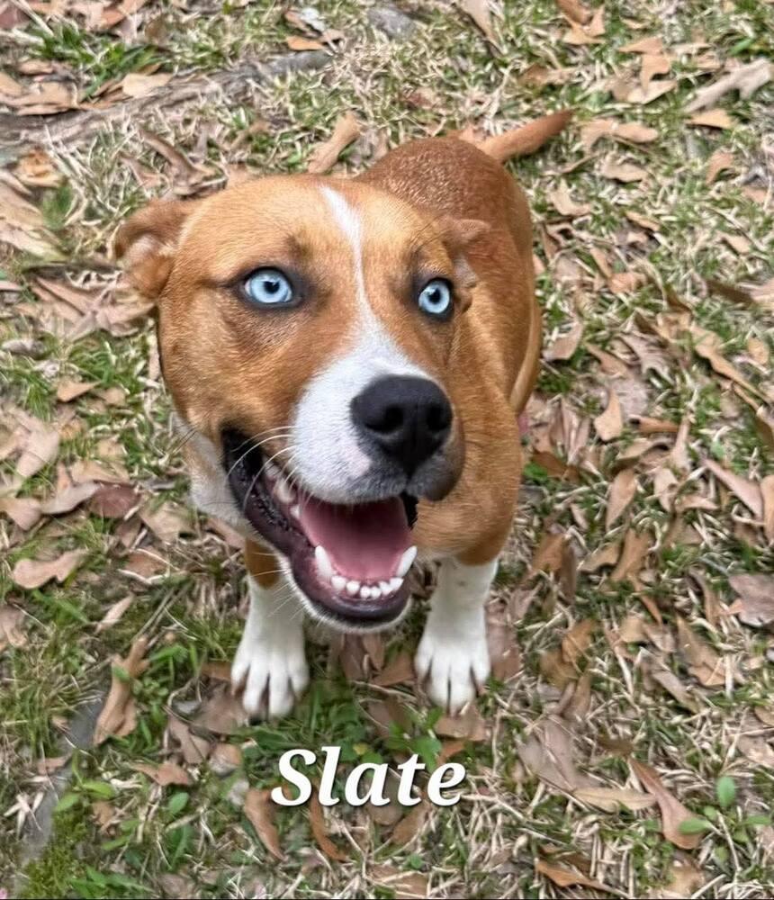 Enlarge Slate, a Adoptable mixed breed in Norfolk, MA image 4/4