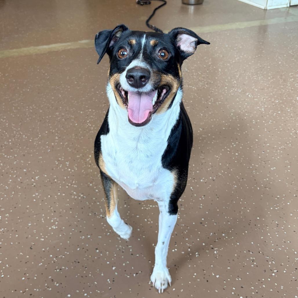 Enlarge Toby, a Adoptable Rat Terrier in Belleville, IL image 1/4