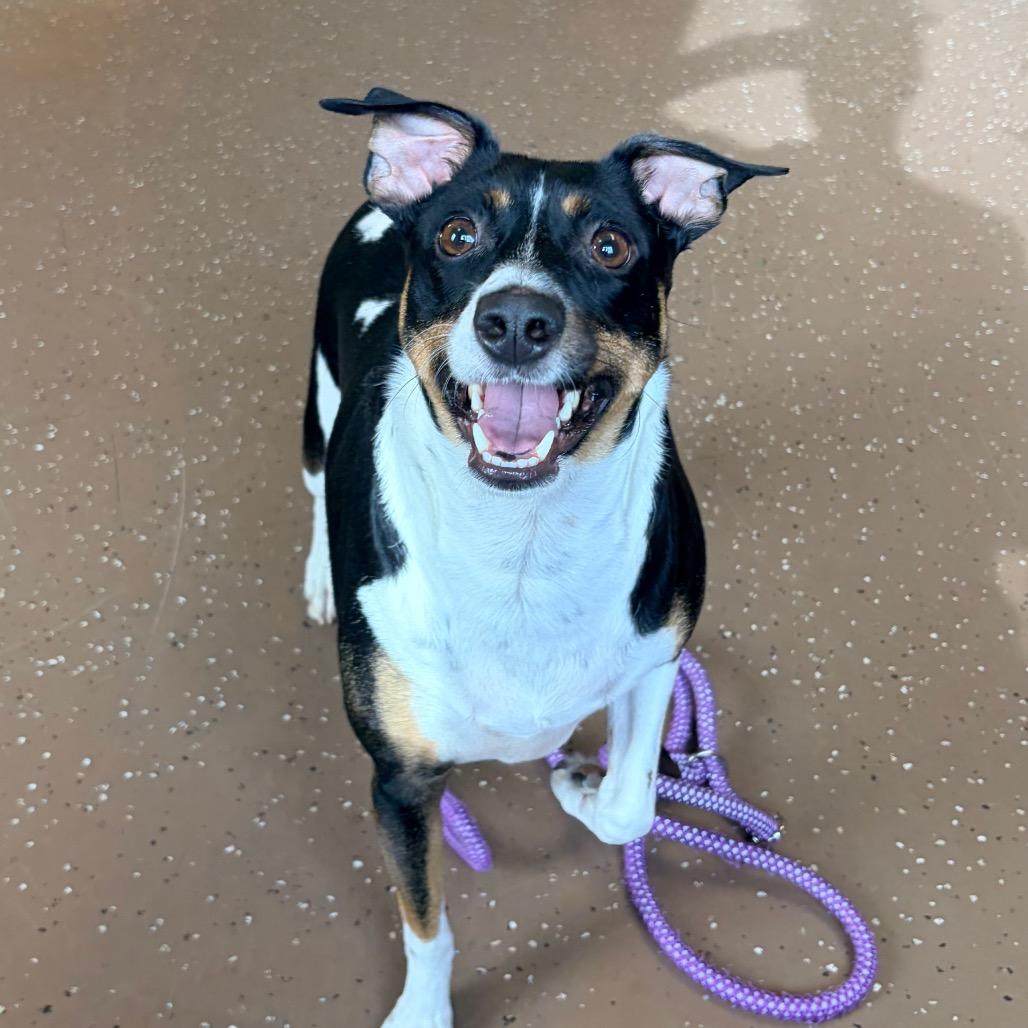 Enlarge Toby, a Adoptable Rat Terrier in Belleville, IL image 3/4