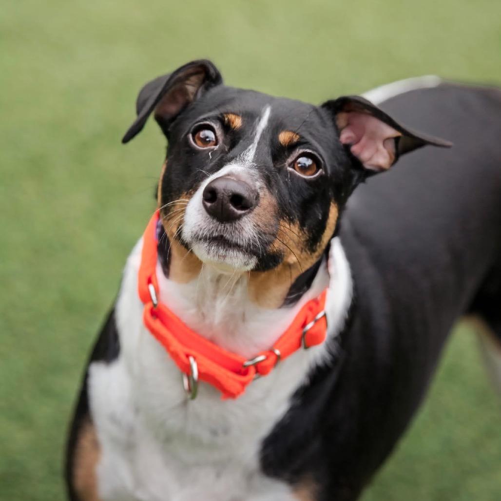 Enlarge Toby, a Adoptable Rat Terrier in Belleville, IL image 4/4