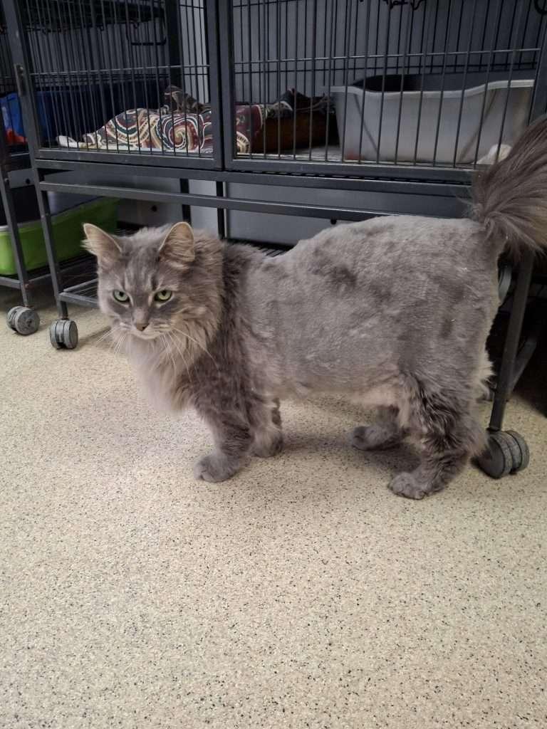 REBEL, Adoptable, Senior Male Domestic Long Hair.