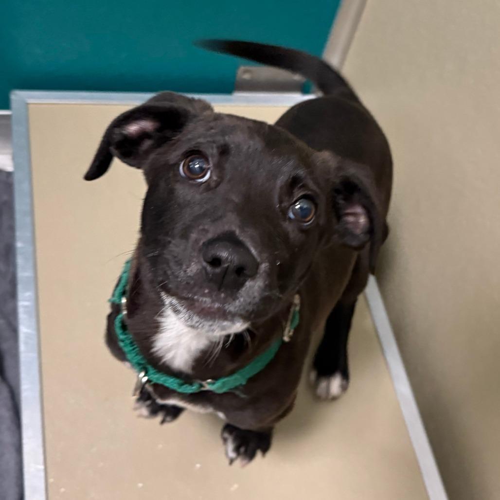 Moses, Adoptable, Puppy Male Pit Bull Terrier & Mixed Breed.
