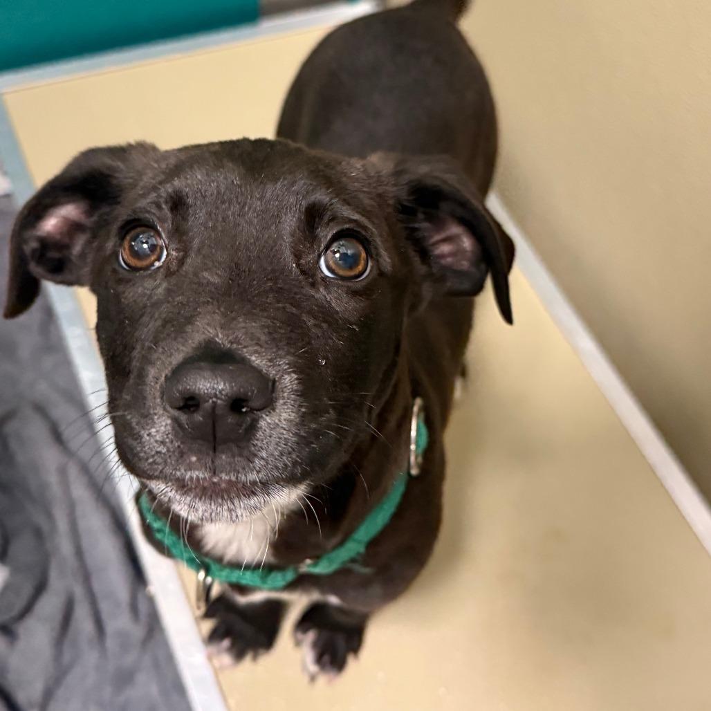 Moses, a Adoptable mixed breed in Durango, CO image 2/3