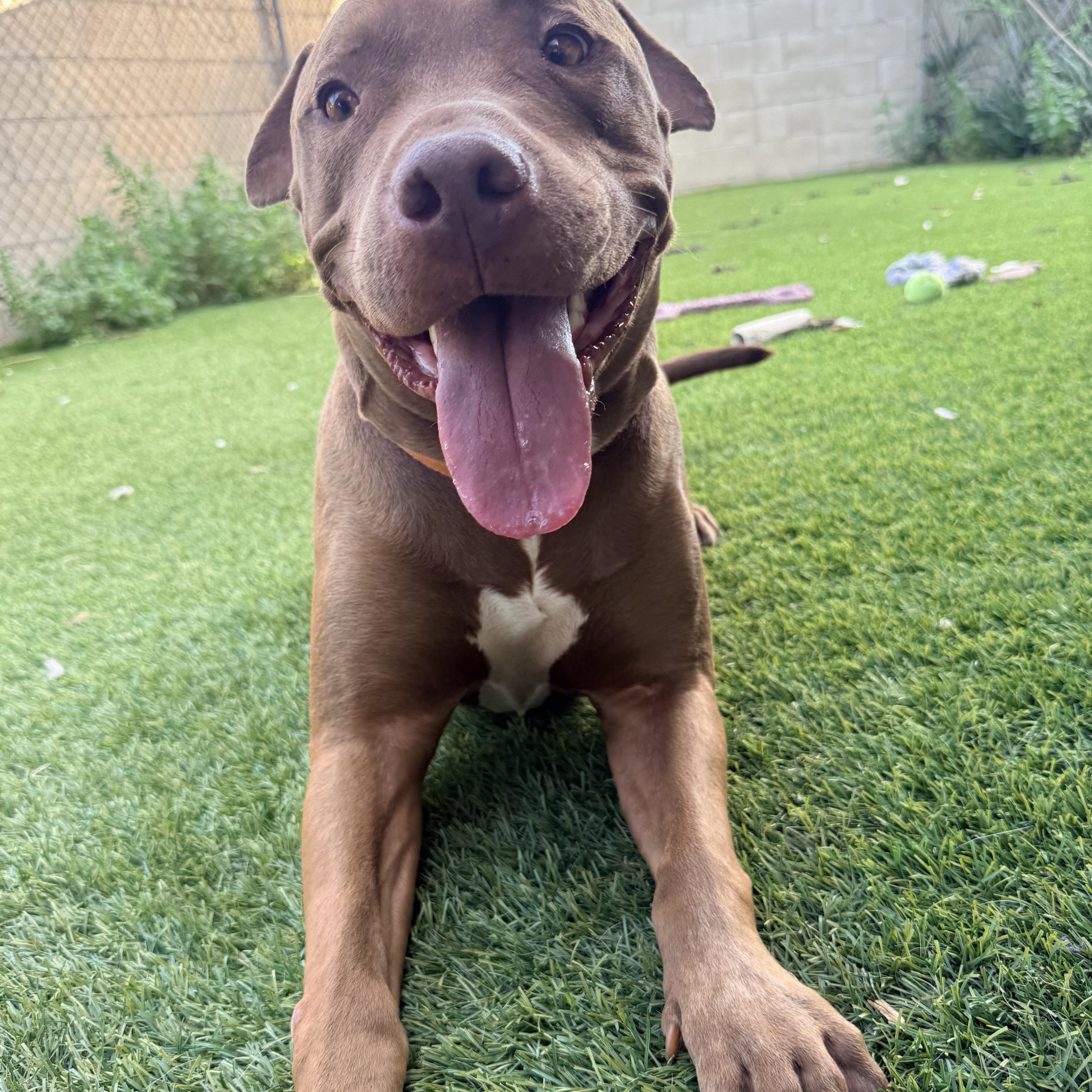 Enlarge Rusty, a Adoptable mixed breed in Whittier, CA image 1/6