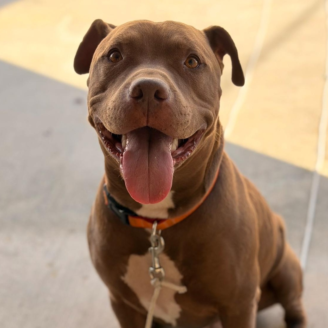 Rusty, Adoptable, Adult Male American Staffordshire Terrier & Pit Bull Terrier.