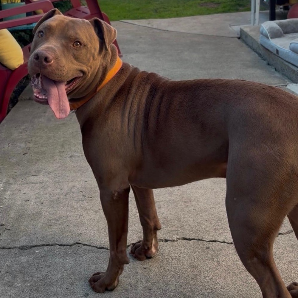 Enlarge Rusty, a Adoptable mixed breed in Whittier, CA image 6/6