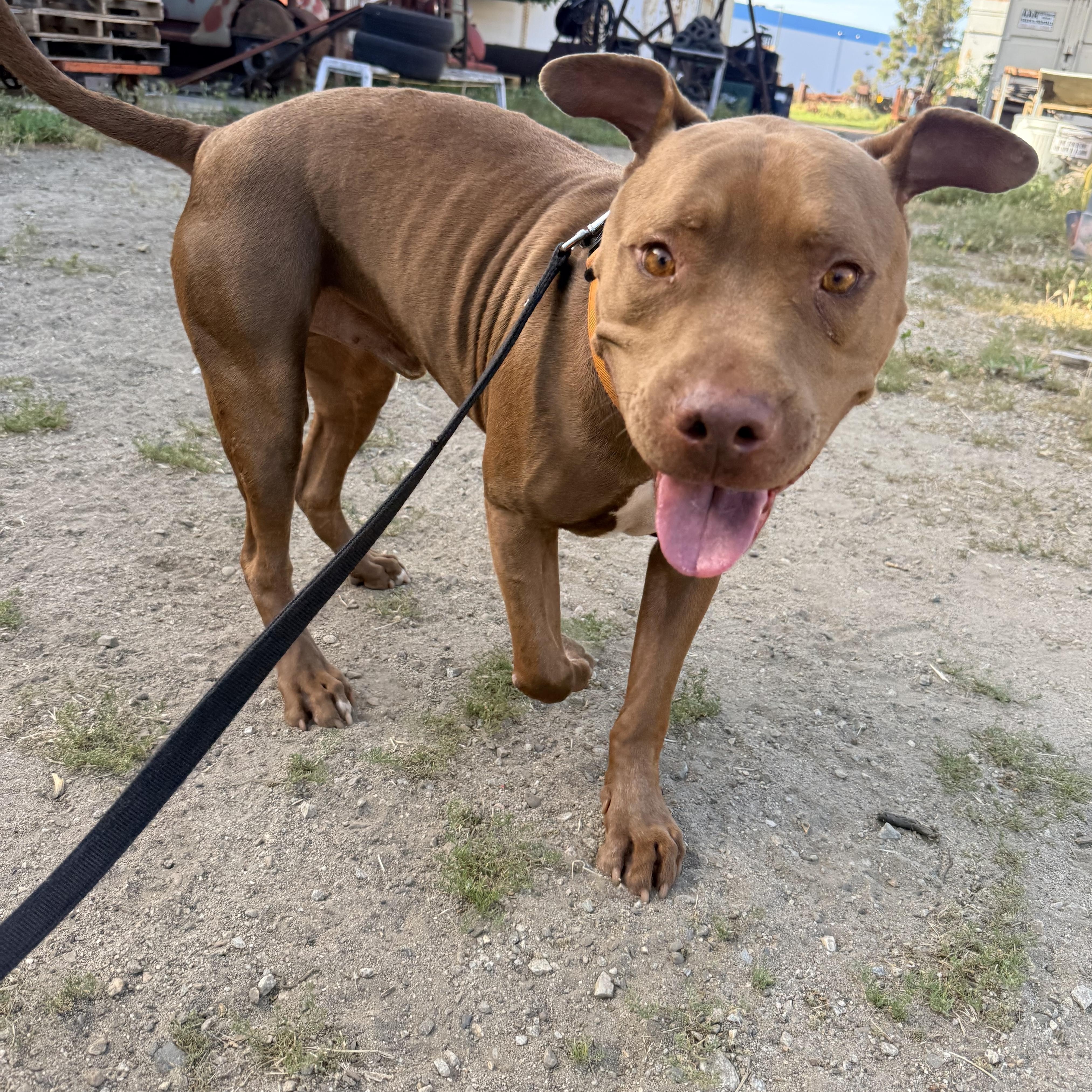 Enlarge Rusty, a Adoptable mixed breed in Whittier, CA image 4/6