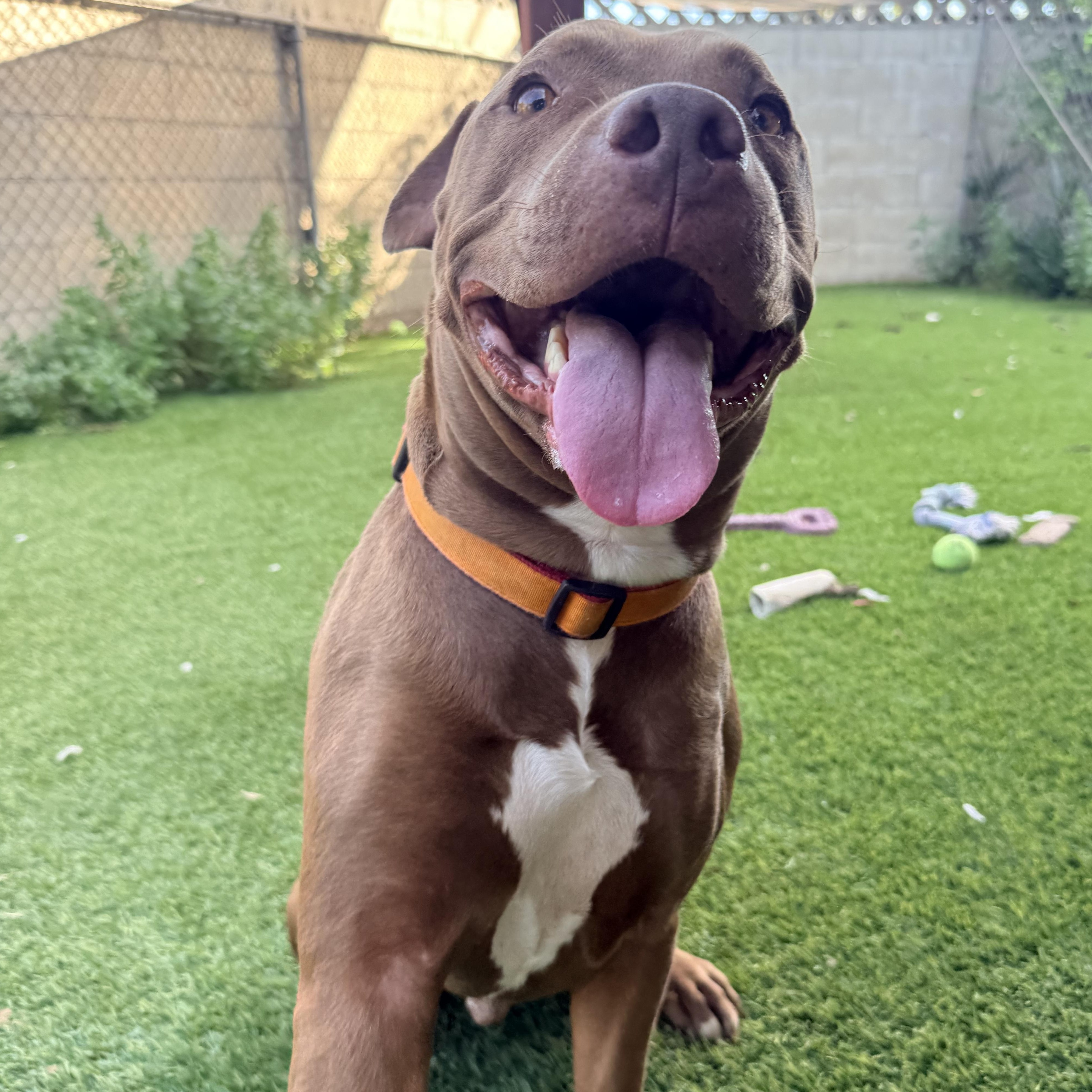 Enlarge Rusty, a Adoptable mixed breed in Whittier, CA image 5/6