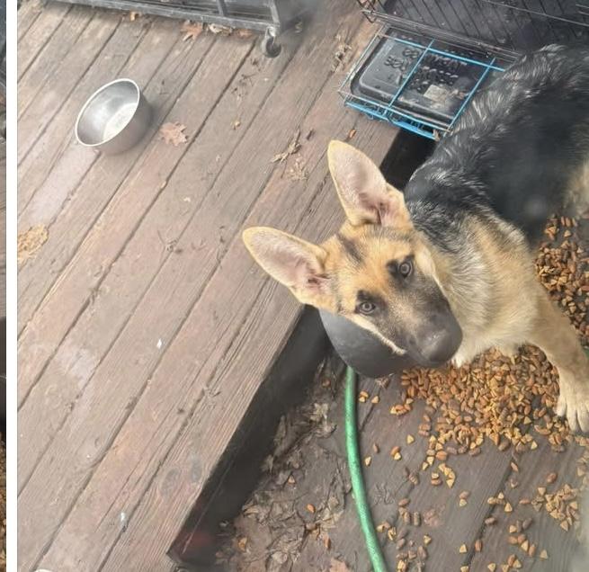 Cassie , ADOPTABLE, Puppy Female German Shepherd Dog.