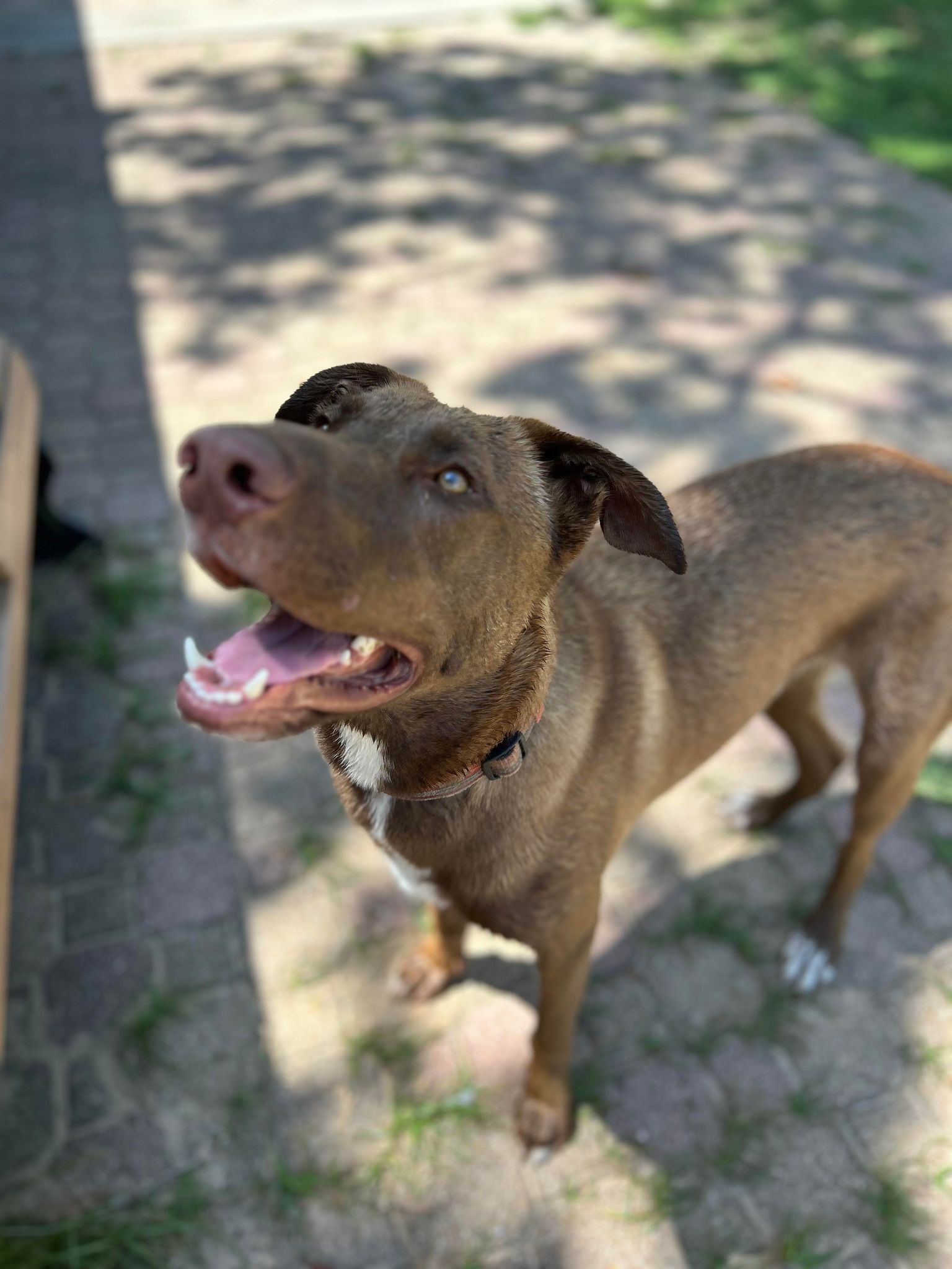 Ranger II, a Adoptable mixed breed in Bloomington, IL image 5/6