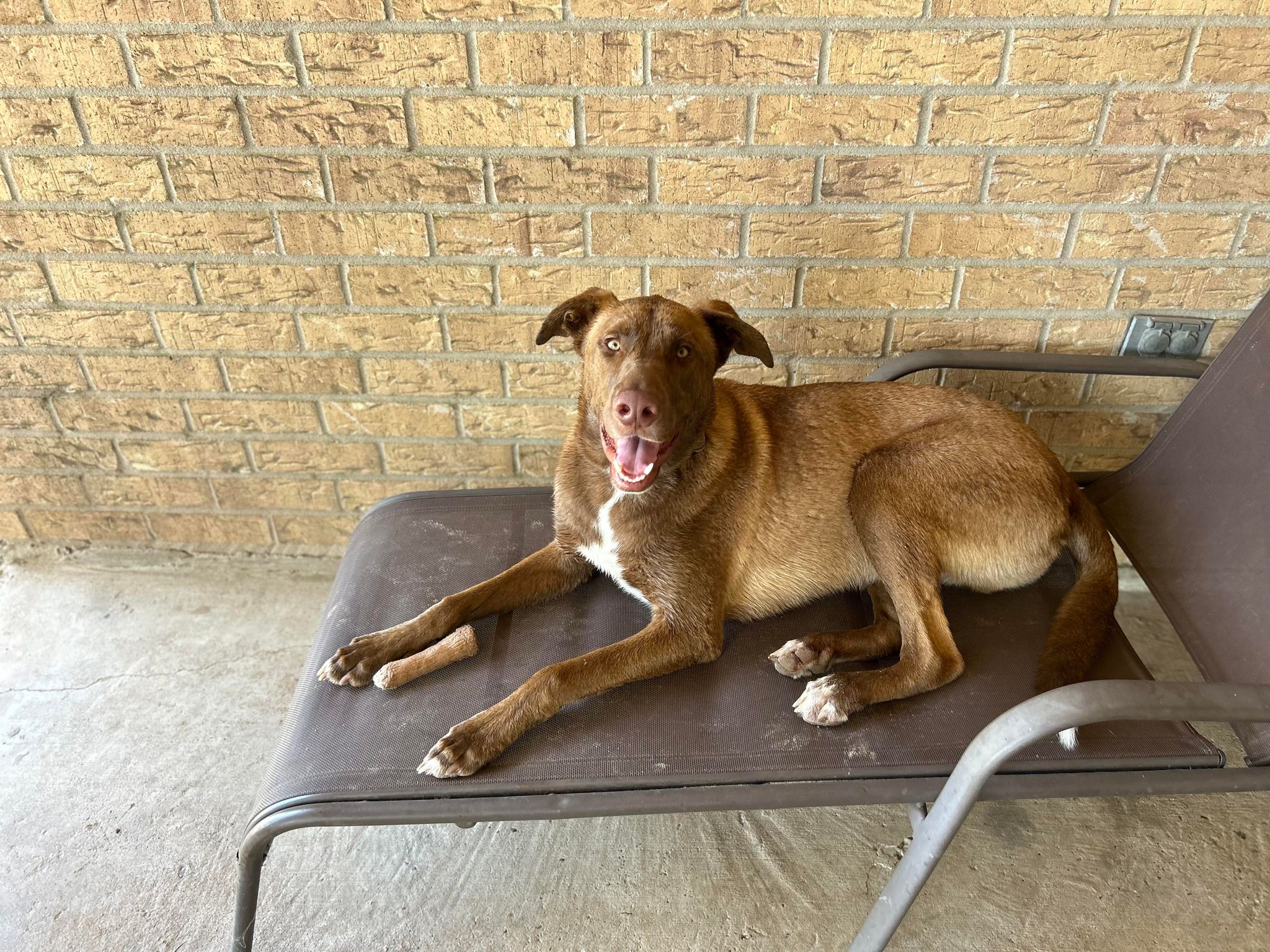 Ranger II, a Adoptable mixed breed in Bloomington, IL image 4/6