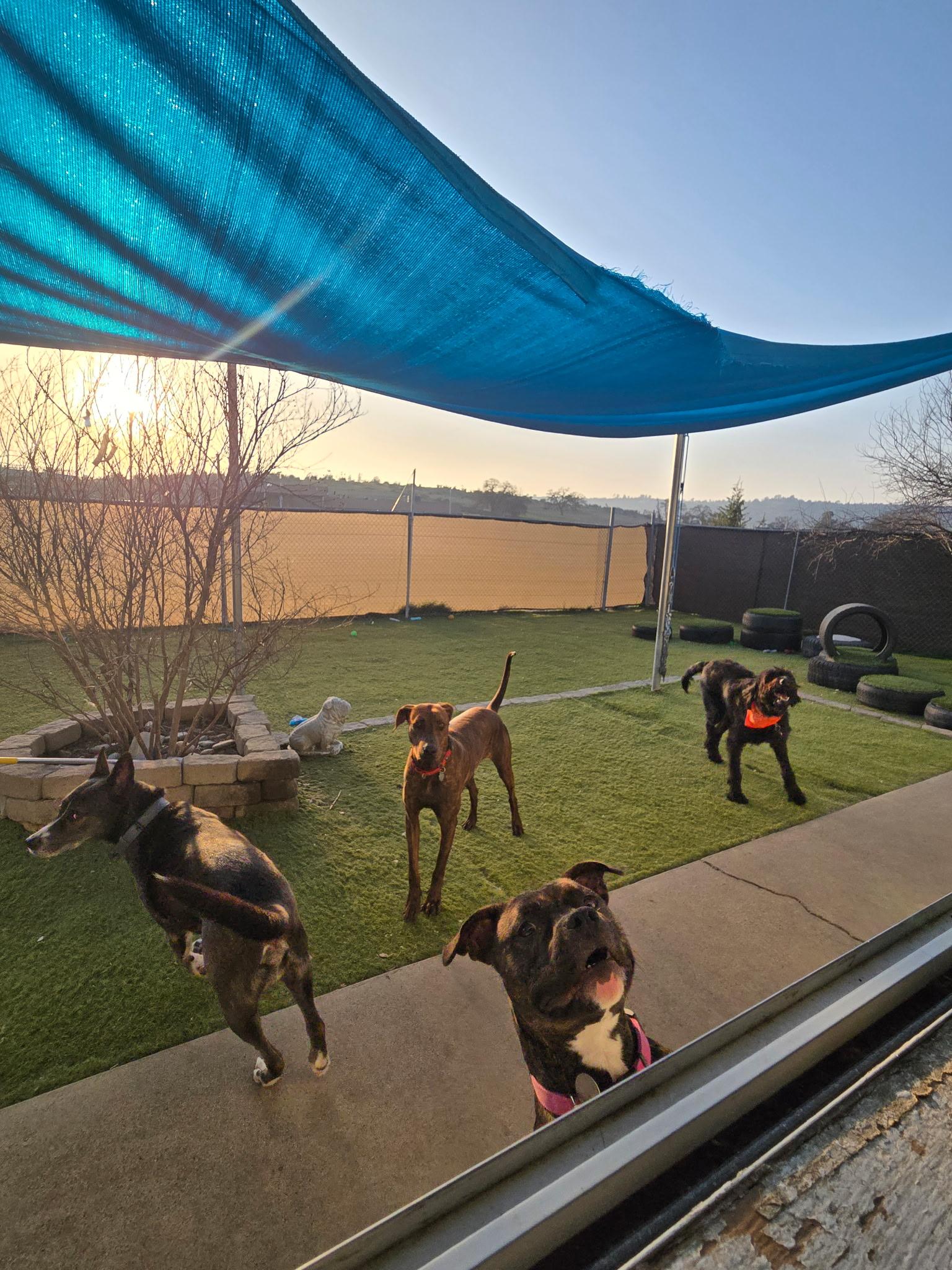 Boomer 0126 — thumbnail 2