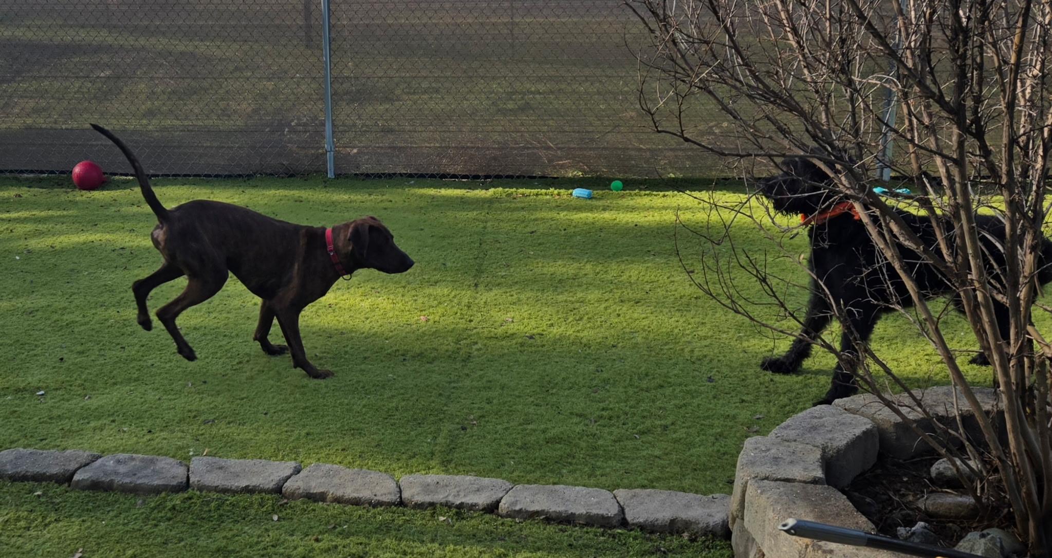 Boomer 0126 — thumbnail 3