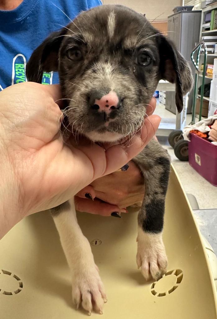 Enlarge Angel, a Adoptable mixed breed in Fayetteville, TN image 1/4