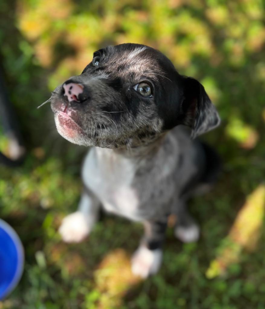 Enlarge Angel, a Adoptable mixed breed in Fayetteville, TN image 2/4
