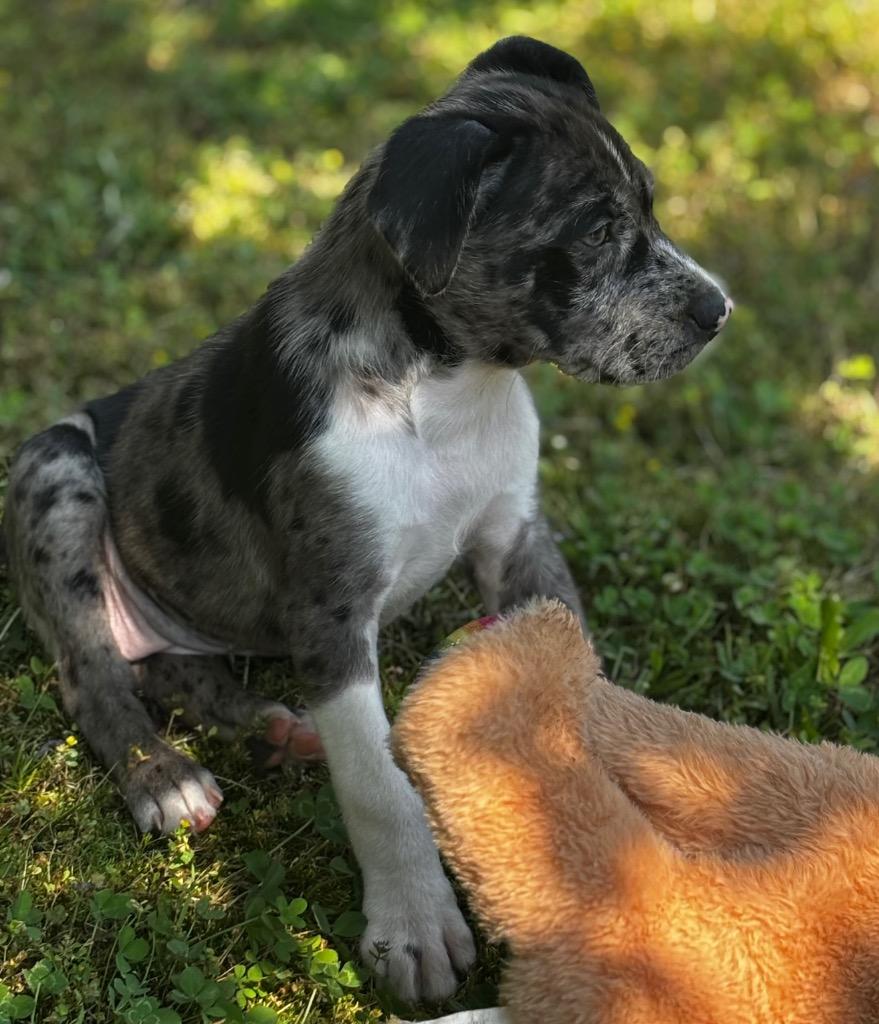 Enlarge Angel, a Adoptable mixed breed in Fayetteville, TN image 3/4