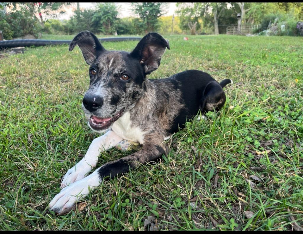 Enlarge Angel, a Adoptable mixed breed in Fayetteville, TN image 4/4
