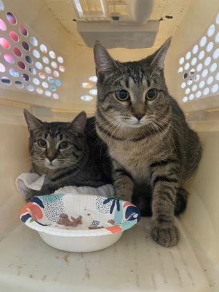 Sashimi, ADOPTABLE, Young Female Domestic Short Hair.