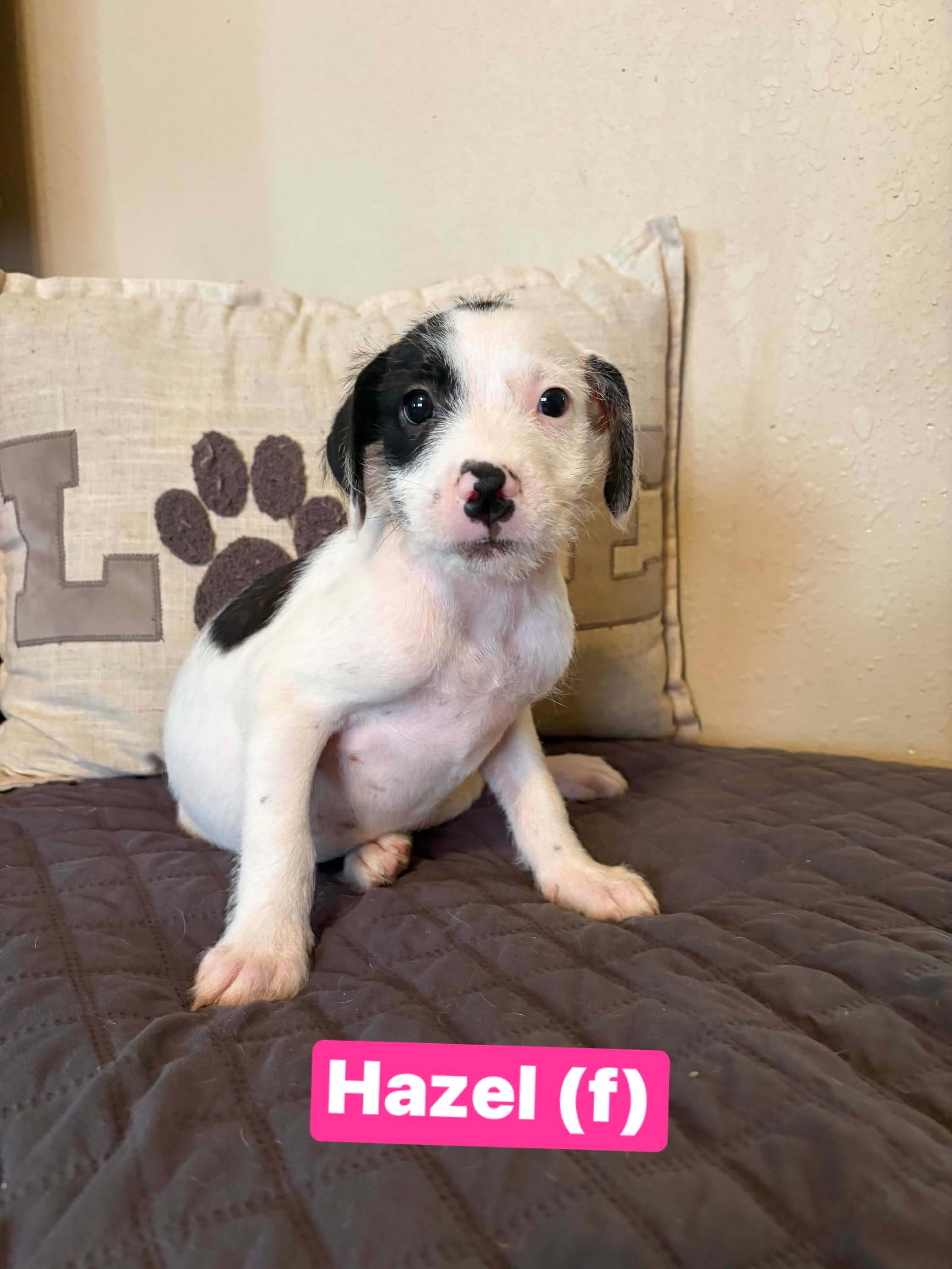 Enlarge Hazel, a Adoptable mixed breed in Salamanca, NY image 1/1