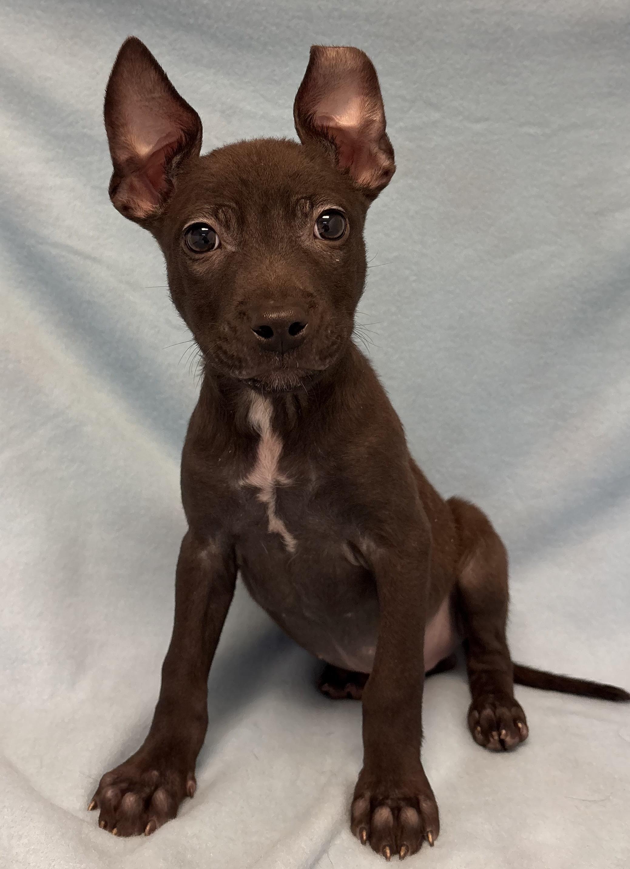 Enlarge Larry, an adopted mixed breed in Buffalo, MN image 1/1
