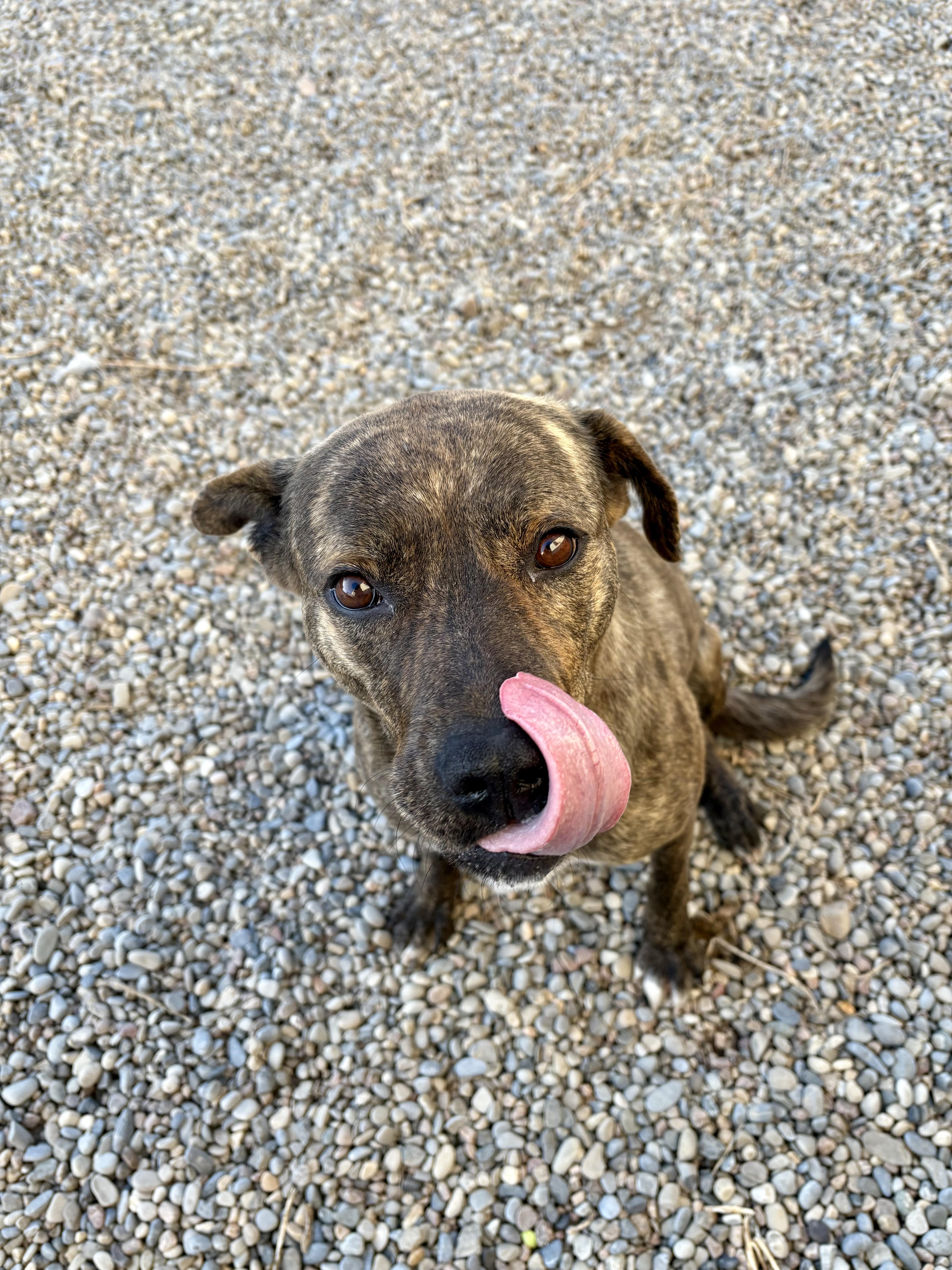 Hazel, a Adoptable mixed breed in Bonnyville, AB image 1/3