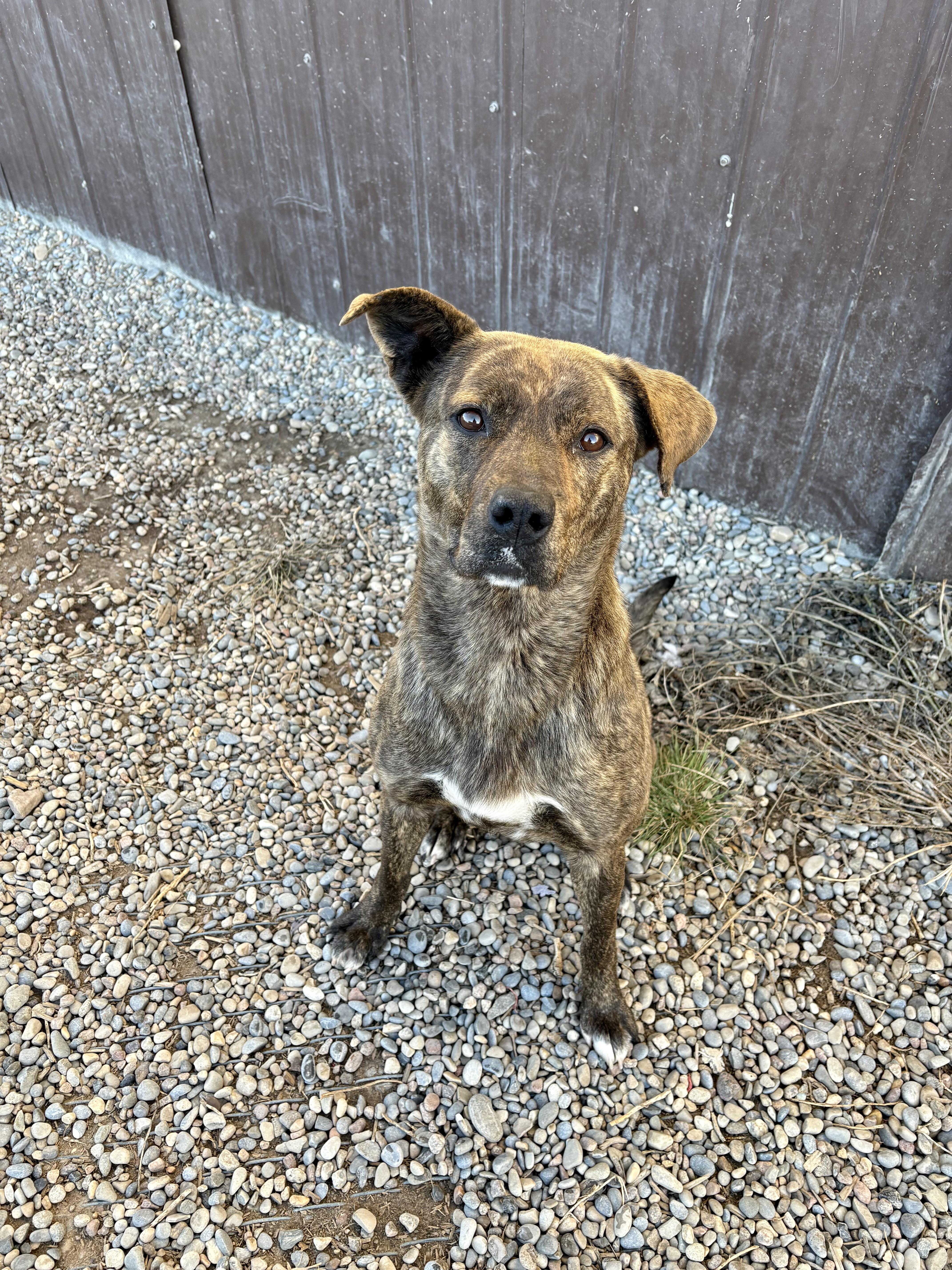 Hazel, a Adoptable mixed breed in Bonnyville, AB image 2/3