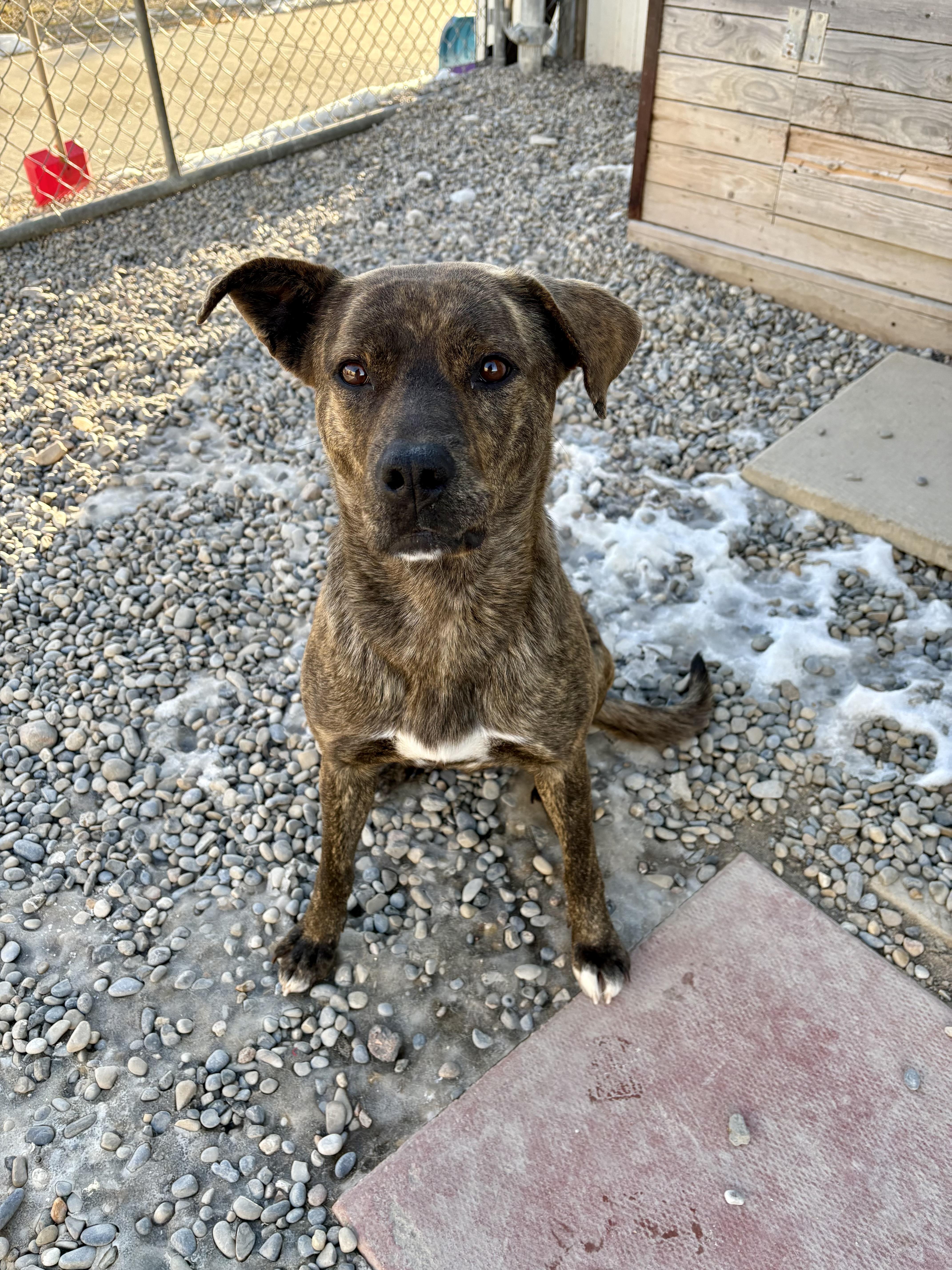 Hazel, a Adoptable mixed breed in Bonnyville, AB image 3/3
