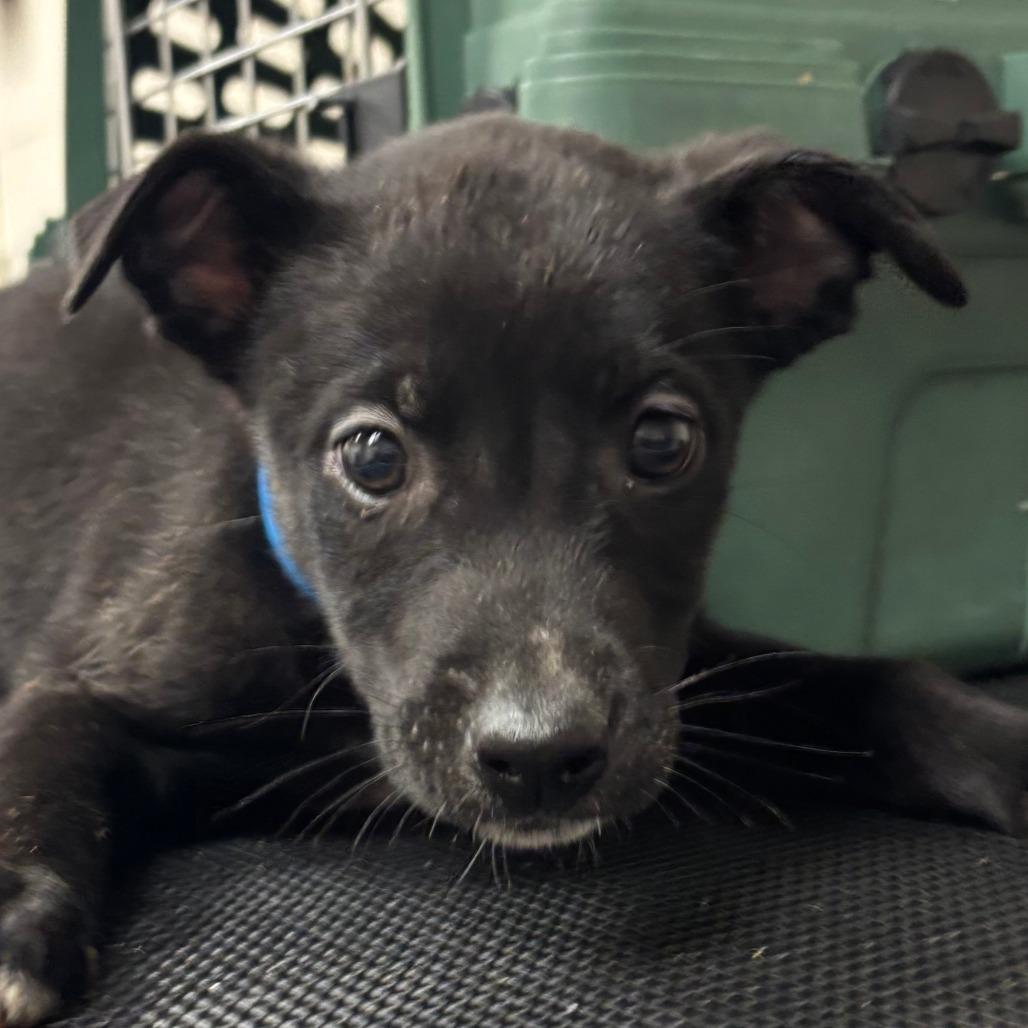 Texas Pete, Adoptable, Young Male Husky & Mixed Breed.