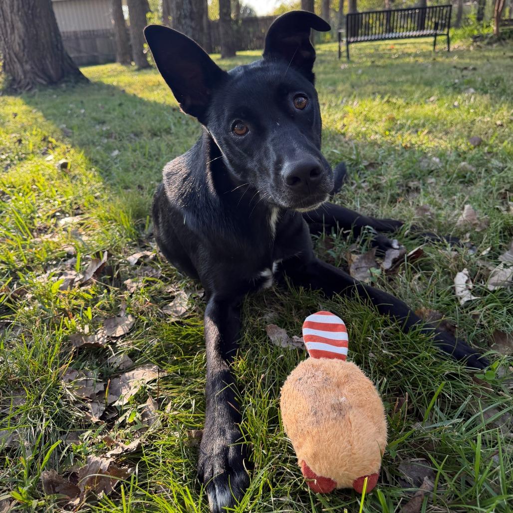 Enlarge Texas Pete, a Adoptable mixed breed in Manhattan, KS image 2/6