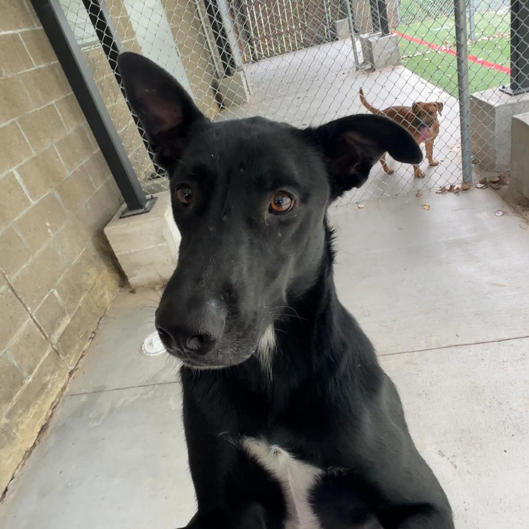 Enlarge Texas Pete, a Adoptable mixed breed in Manhattan, KS image 2/6