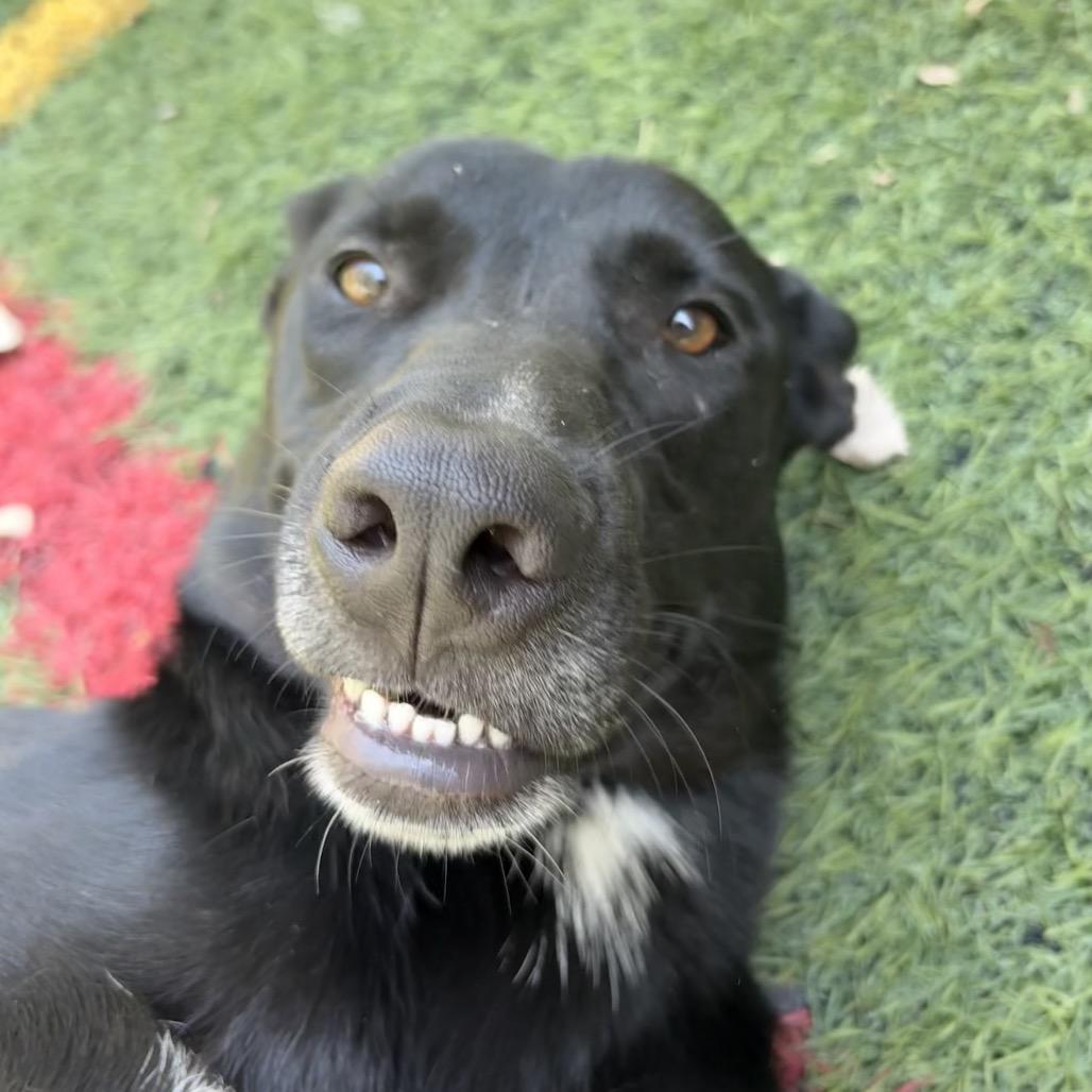 Enlarge Texas Pete, a Adoptable mixed breed in Manhattan, KS image 2/4