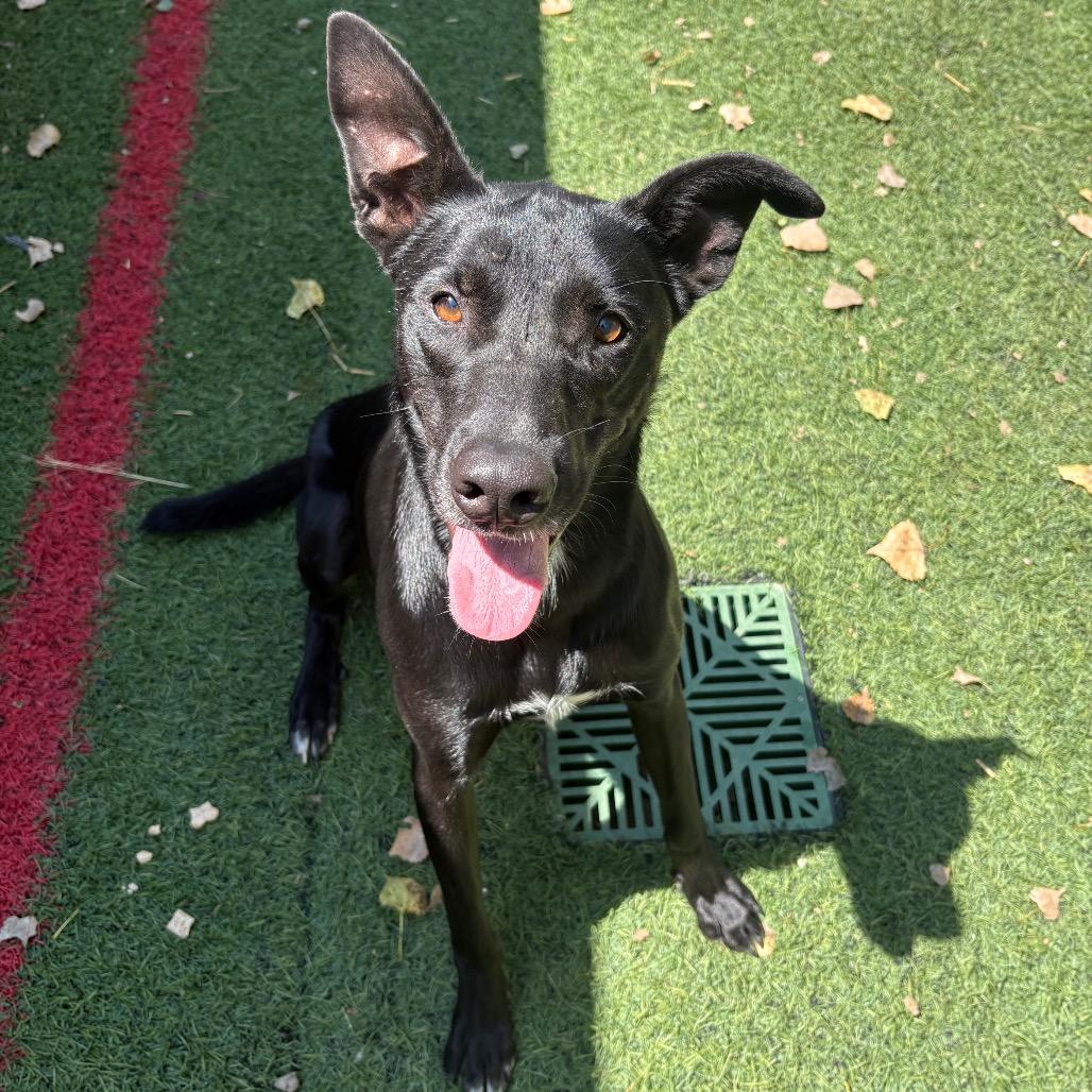 Enlarge Texas Pete, a Adoptable mixed breed in Manhattan, KS image 3/4