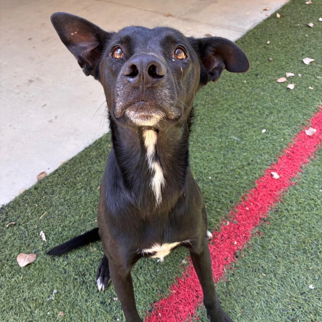 Enlarge Texas Pete, a Adoptable mixed breed in Manhattan, KS image 4/4