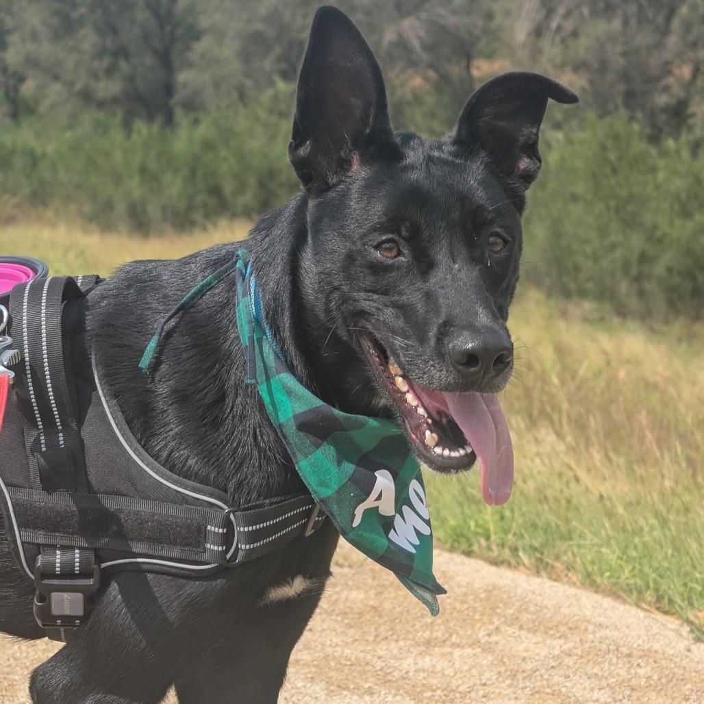 Enlarge Texas Pete, a Adoptable mixed breed in Manhattan, KS image 6/6