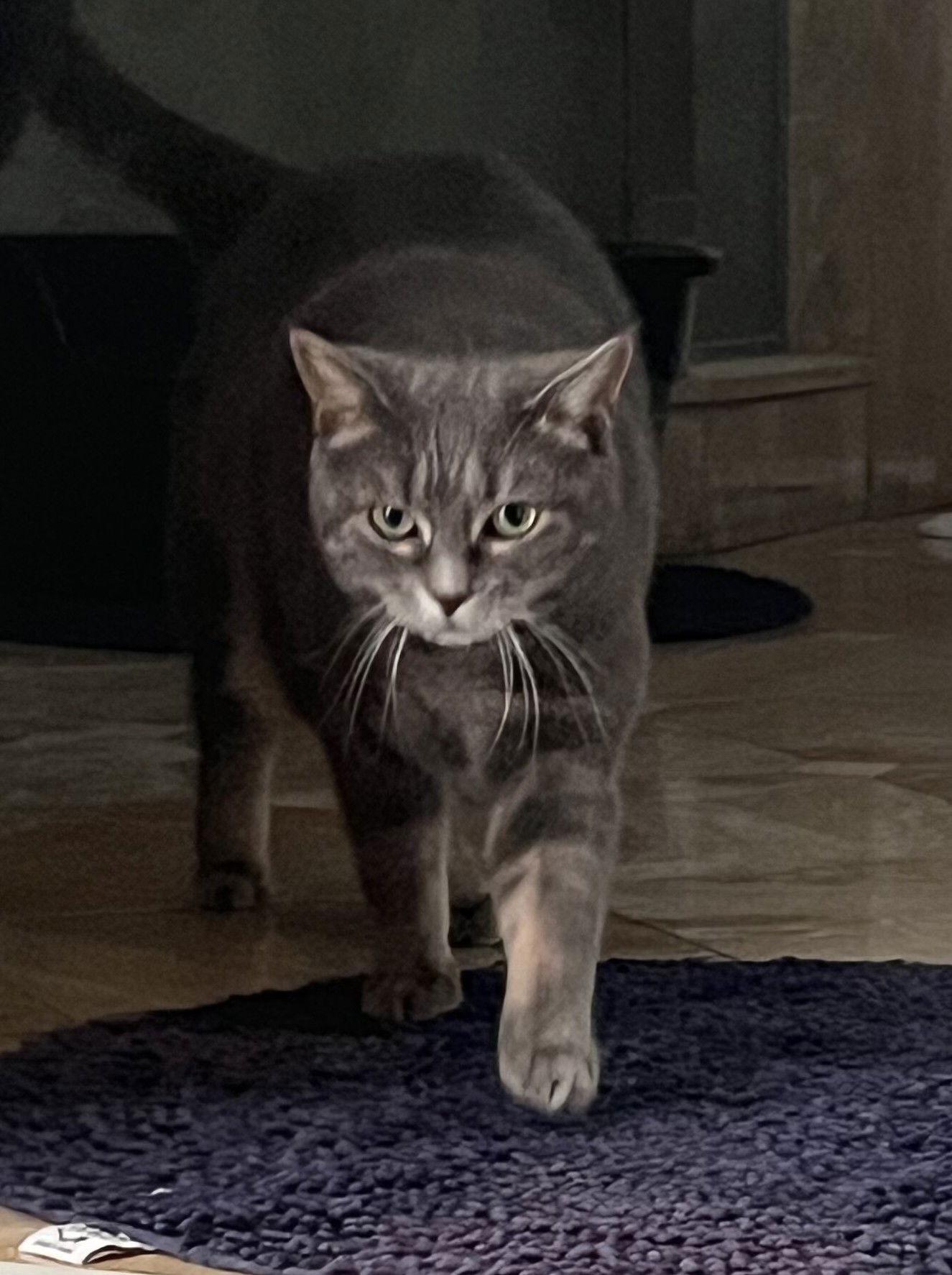 Peona, Adoptable, Senior Female Domestic Short Hair.