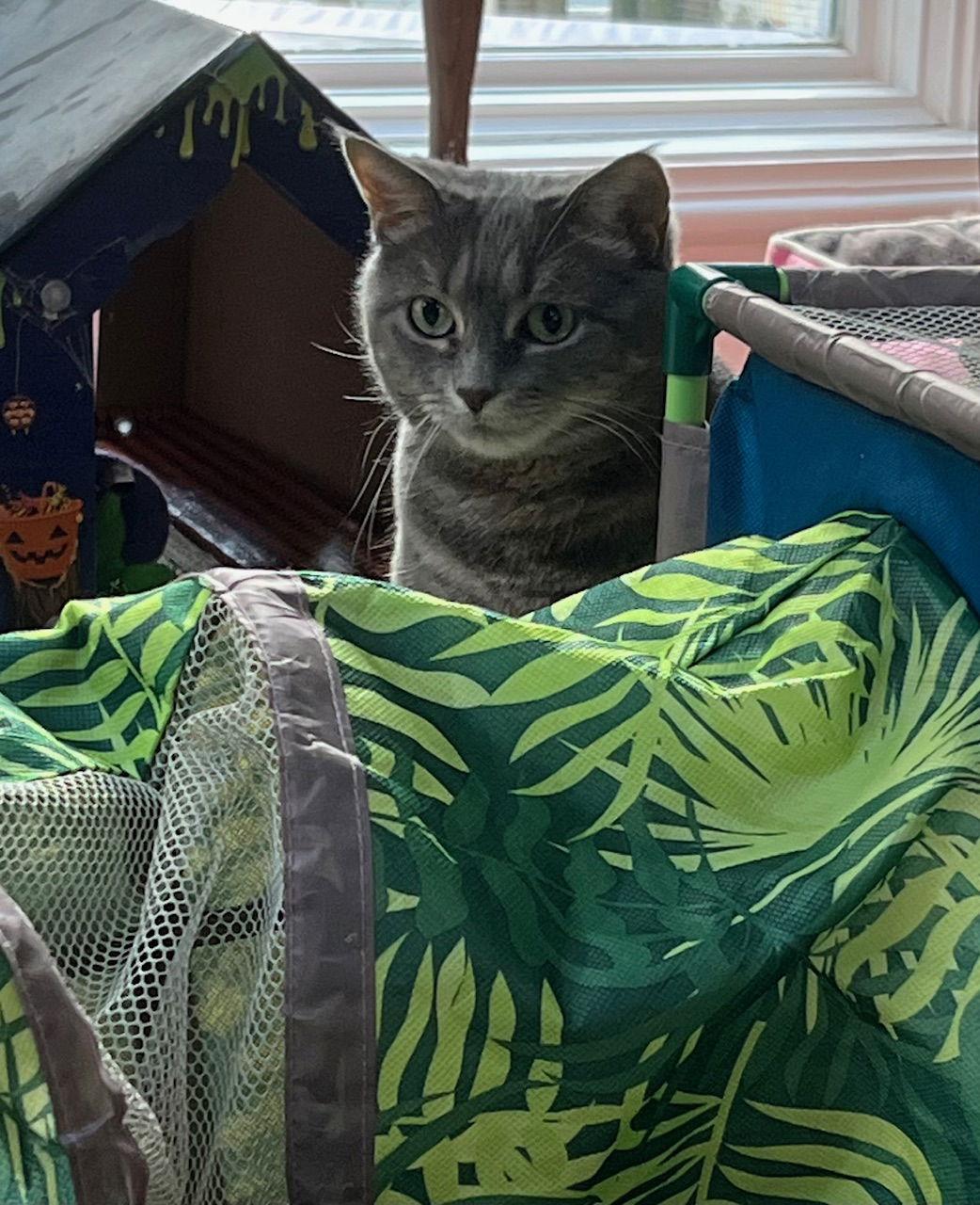 Enlarge Peona, a Adoptable Domestic Short Hair in Lutherville, MD image 2/3