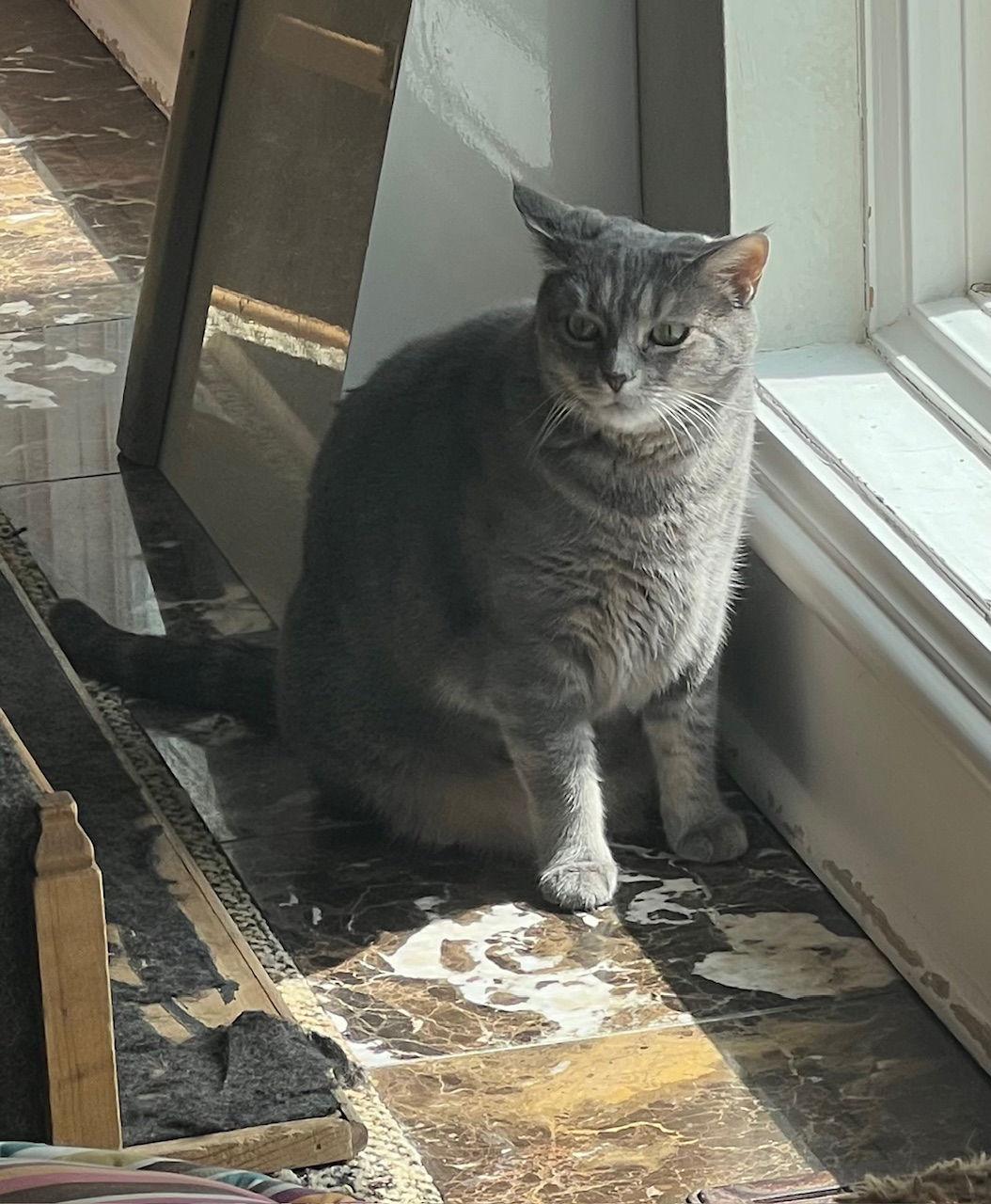 Enlarge Peona, a Adoptable Domestic Short Hair in Lutherville, MD image 3/3