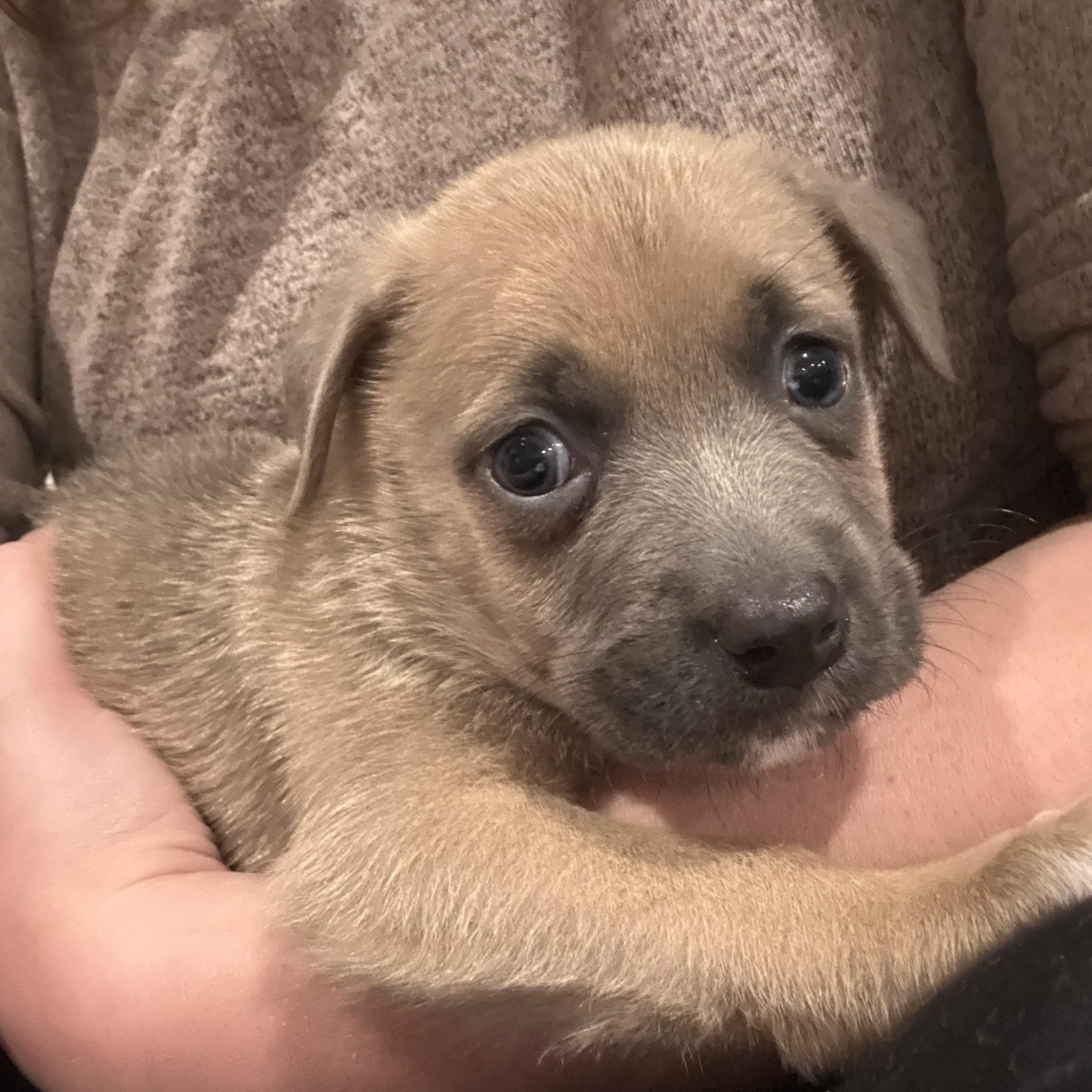 Enlarge Moose, a ADOPTABLE mixed breed in Littleton, CO image 2/5