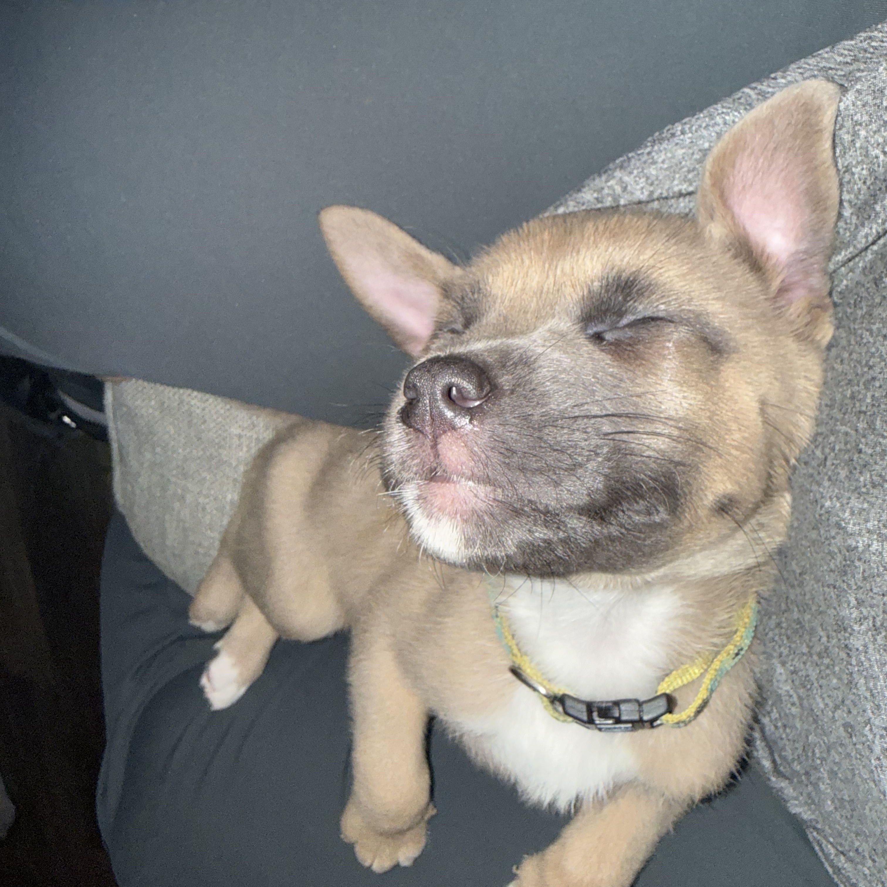 Enlarge Moose, a ADOPTABLE mixed breed in Littleton, CO image 3/5