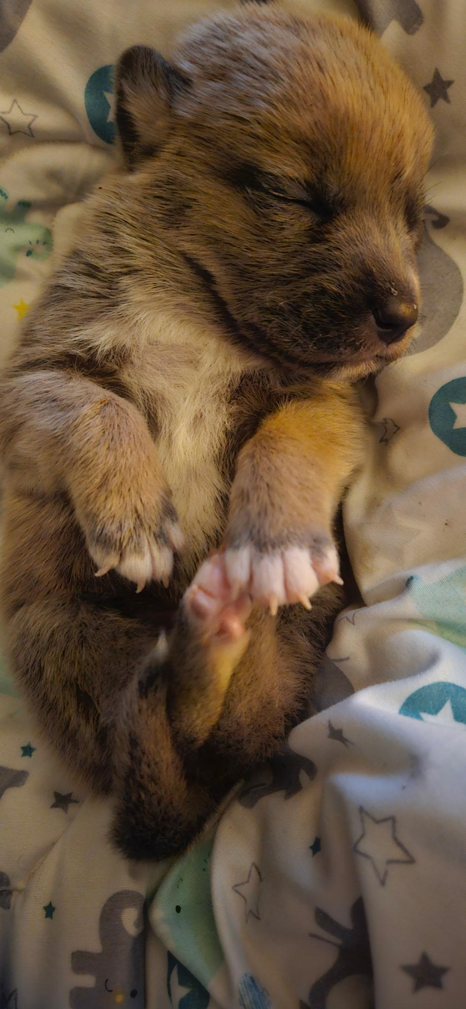 Enlarge Moose, a ADOPTABLE mixed breed in Littleton, CO image 5/5