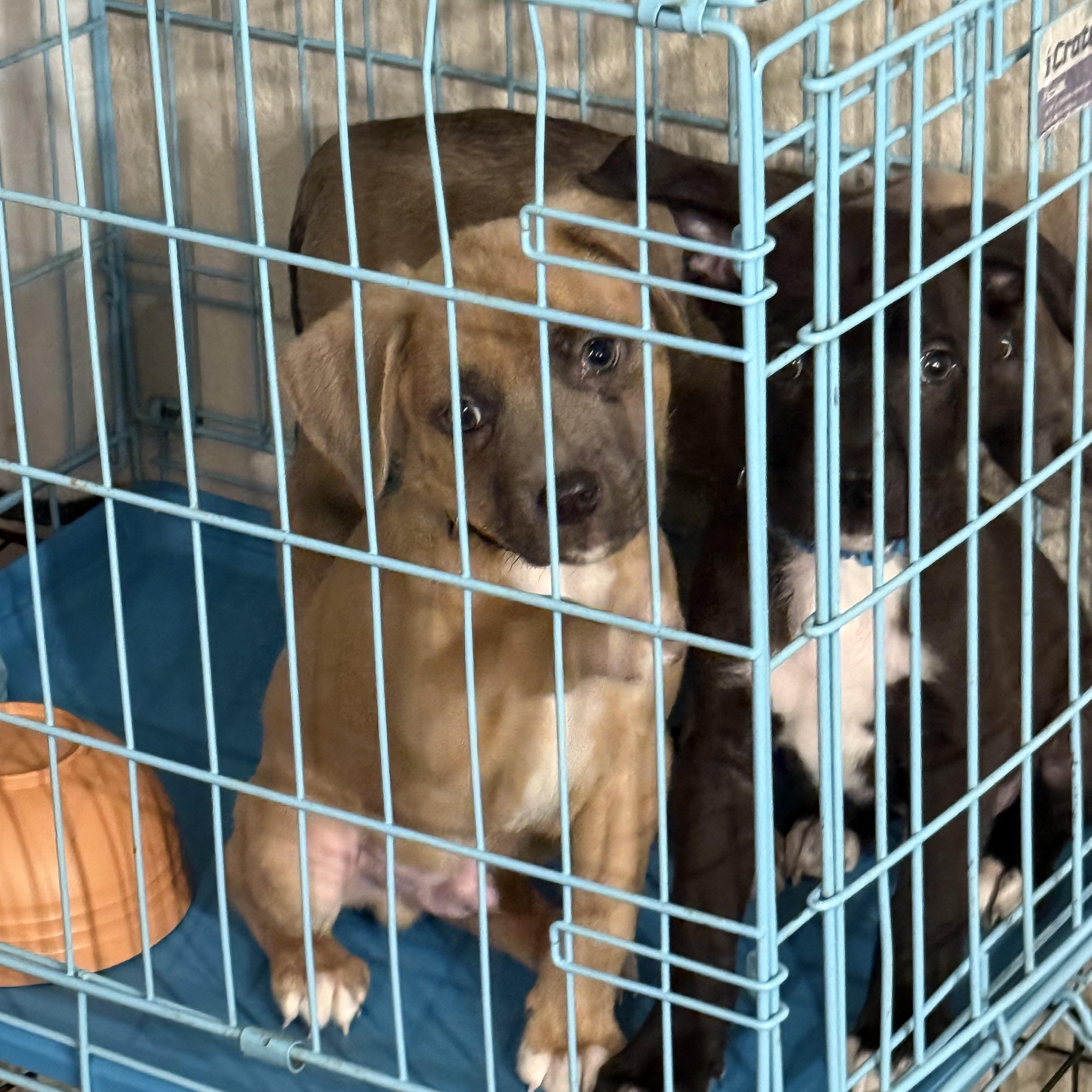 Enlarge Moose, a ADOPTABLE mixed breed in Littleton, CO image 4/5