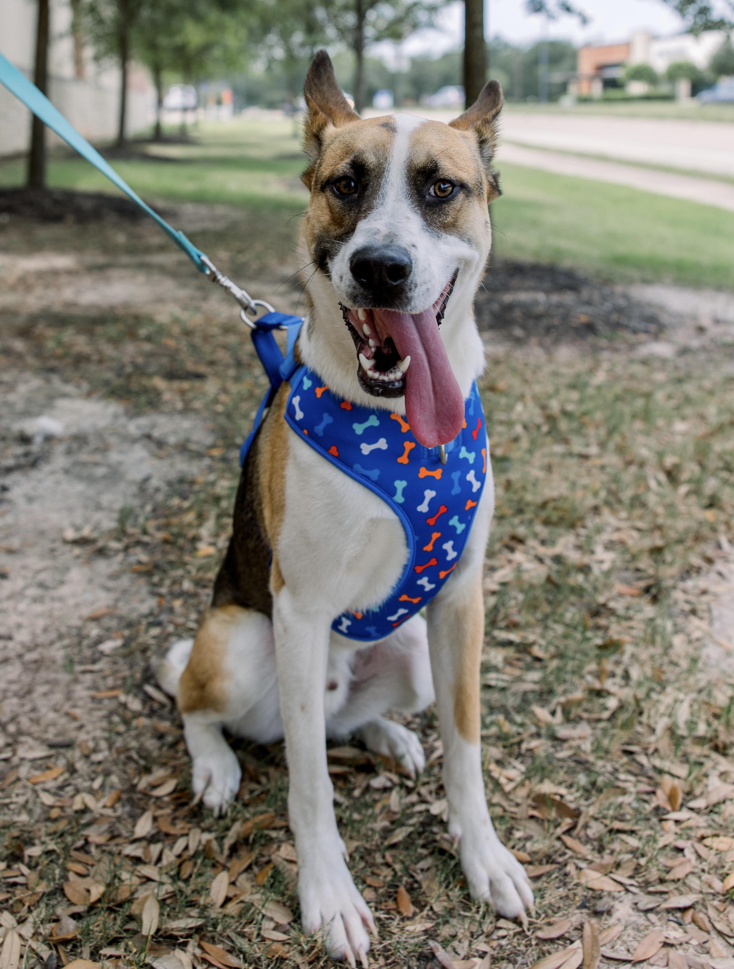 Enlarge Jaxon, an adoptable mixed breed in Bryan, TX image 3/6