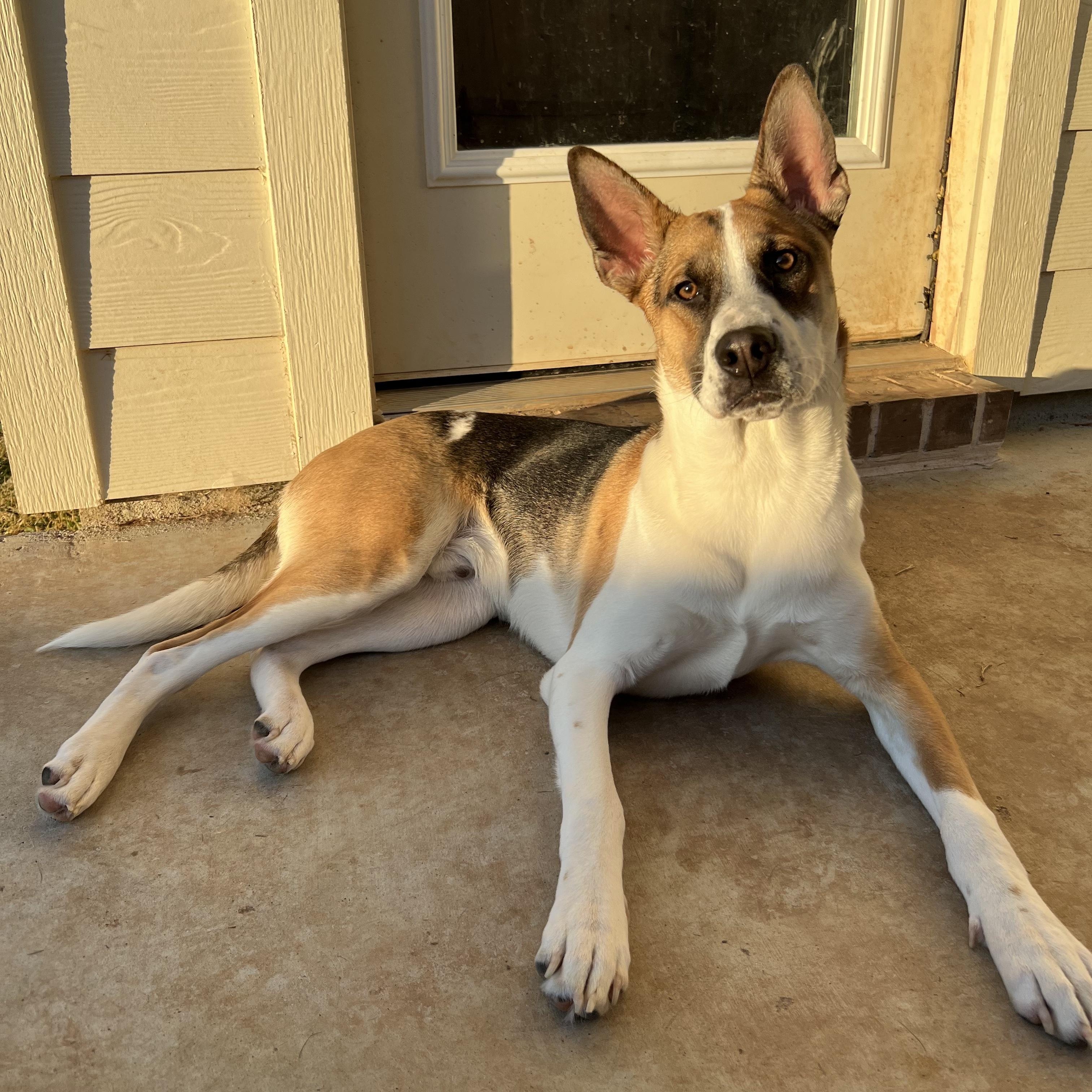 Enlarge Jaxon, an adoptable mixed breed in Bryan, TX image 1/6