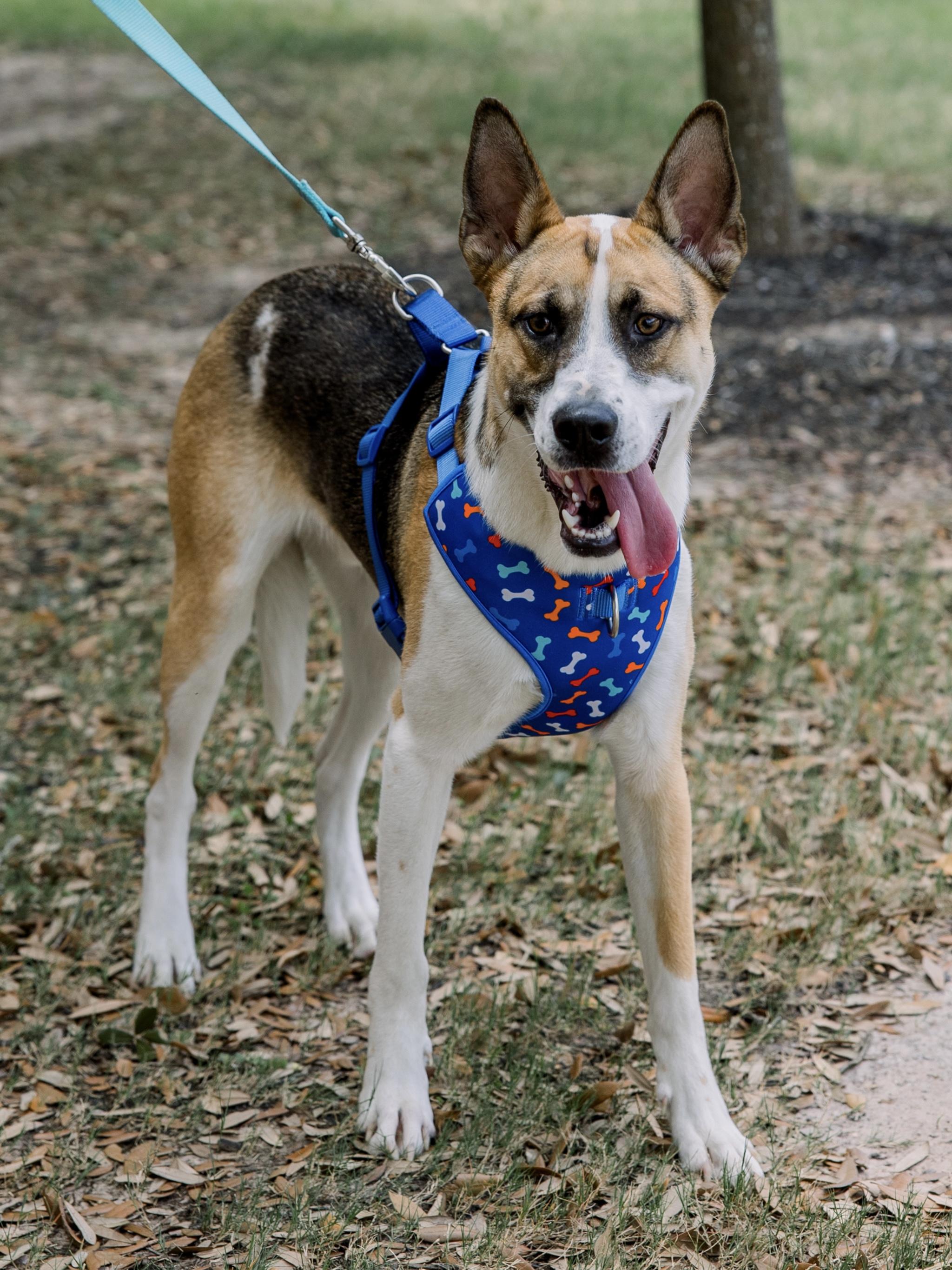 Enlarge Jaxon, an adoptable mixed breed in Bryan, TX image 5/6