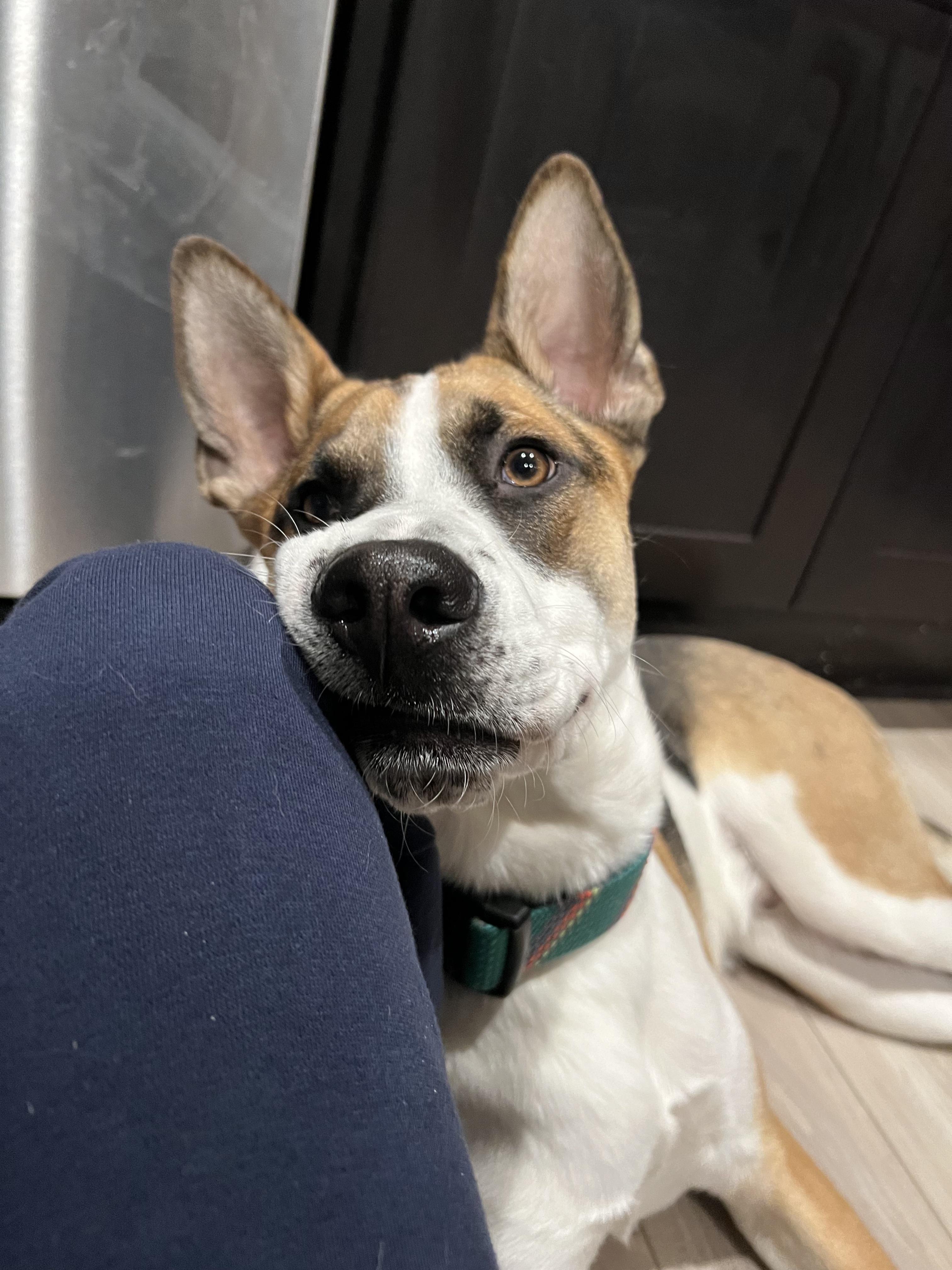 Enlarge Jaxon, an adoptable mixed breed in Bryan, TX image 3/6