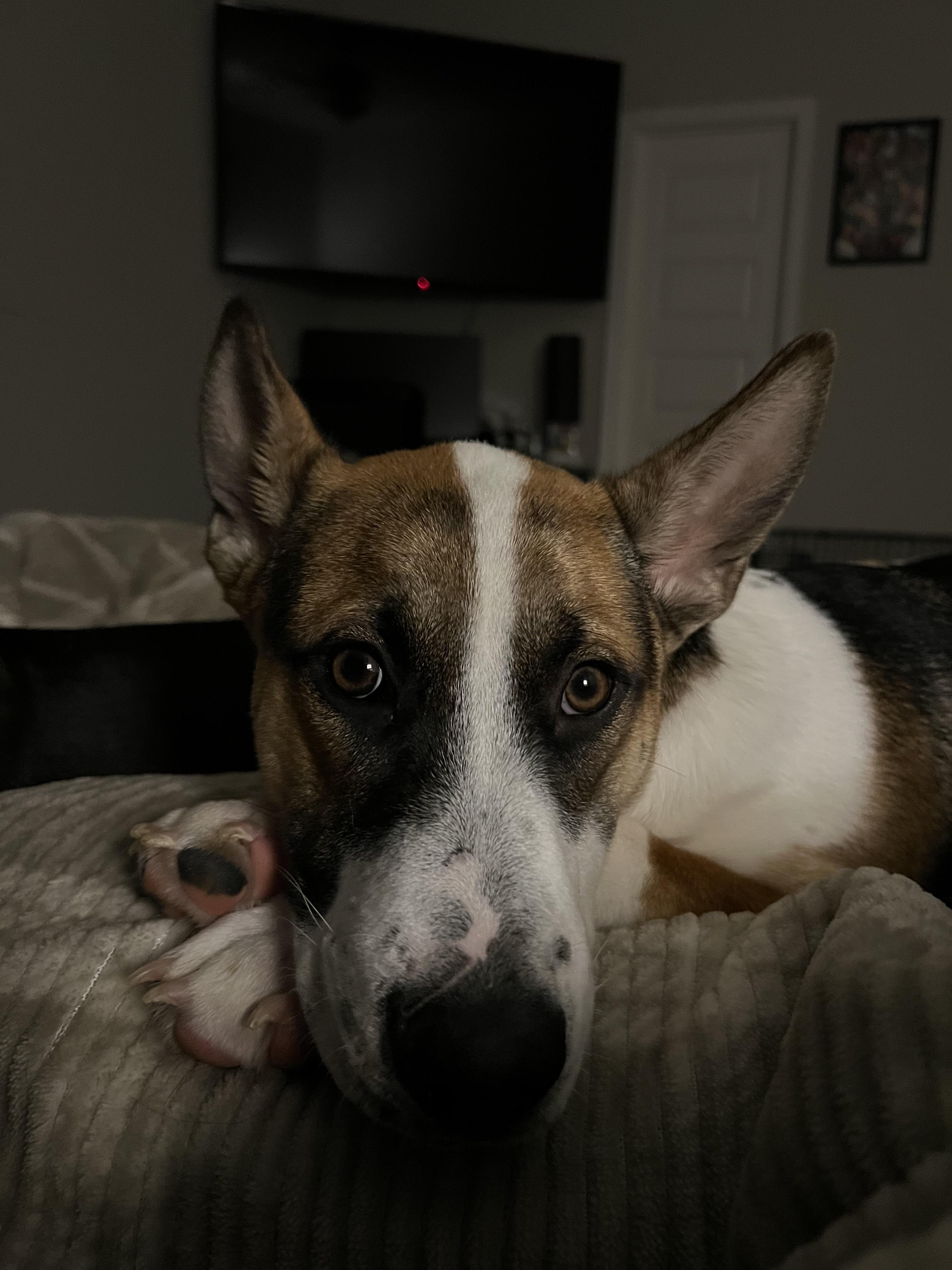 Enlarge Jaxon, an adoptable mixed breed in Bryan, TX image 6/6