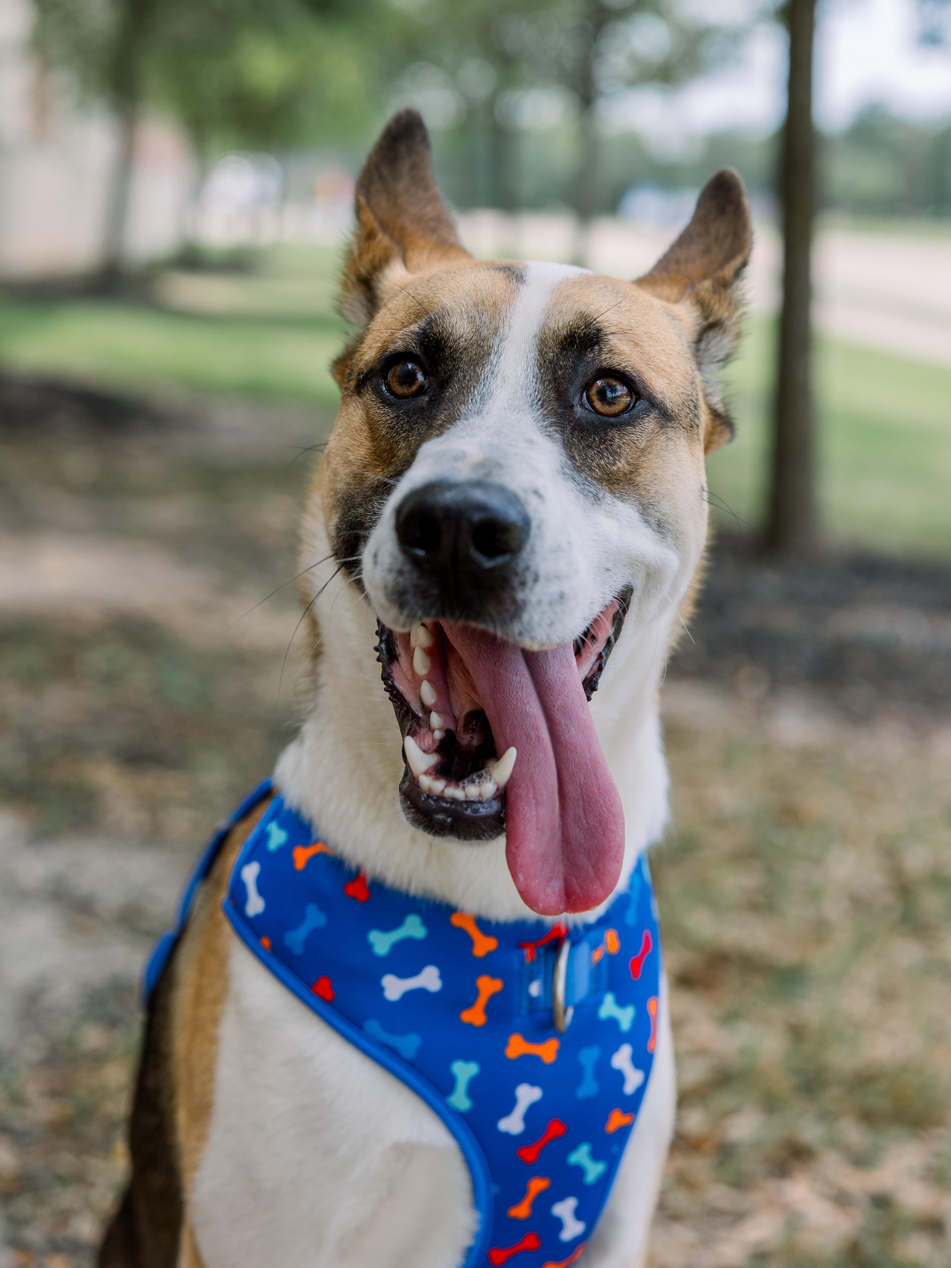 Jaxon, adoptable, Young Male German Shepherd Dog & Australian Cattle Dog / Blue Heeler.
