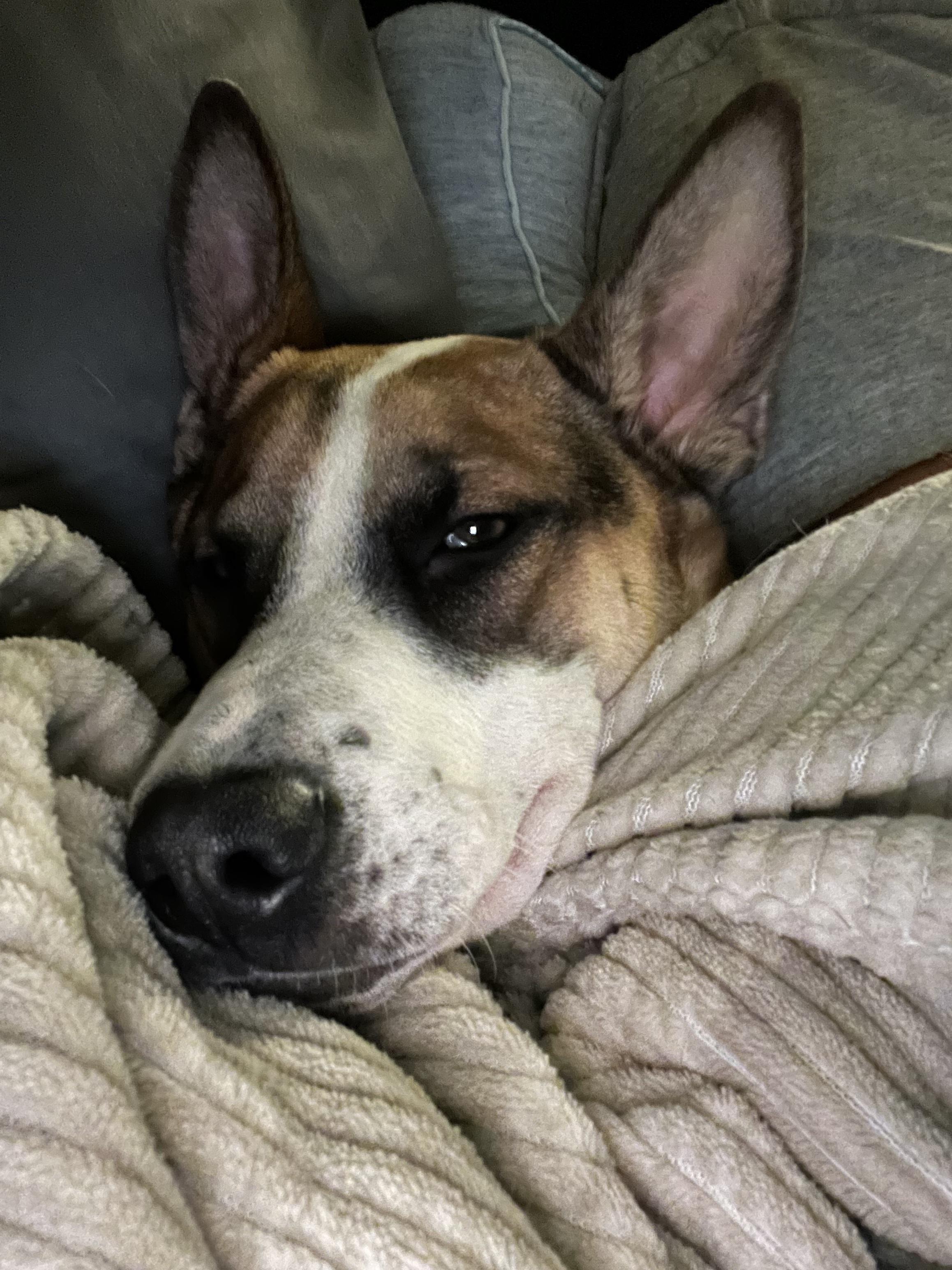 Enlarge Jaxon, an adoptable mixed breed in Bryan, TX image 4/6